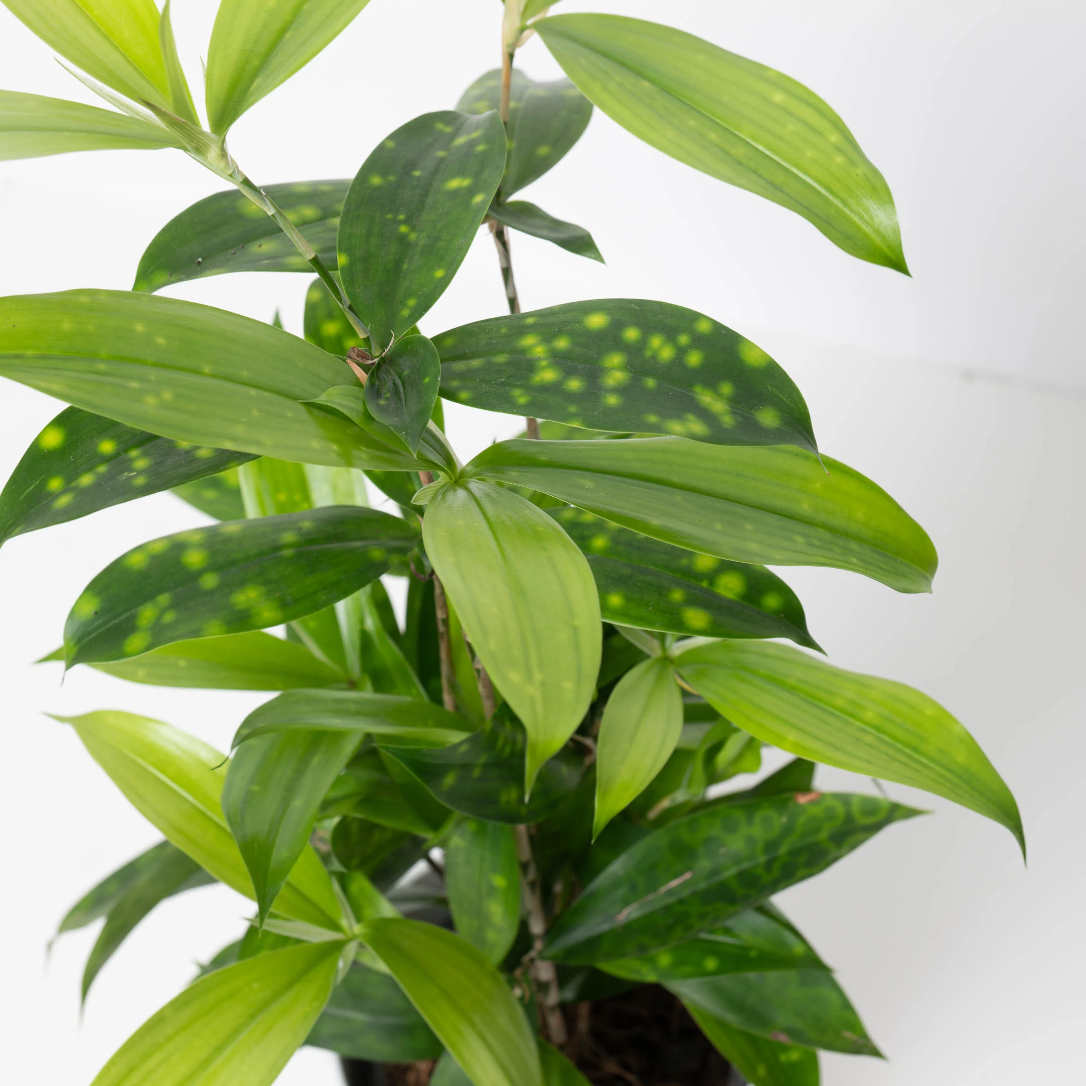 Dracaena Surculosa - Image 2