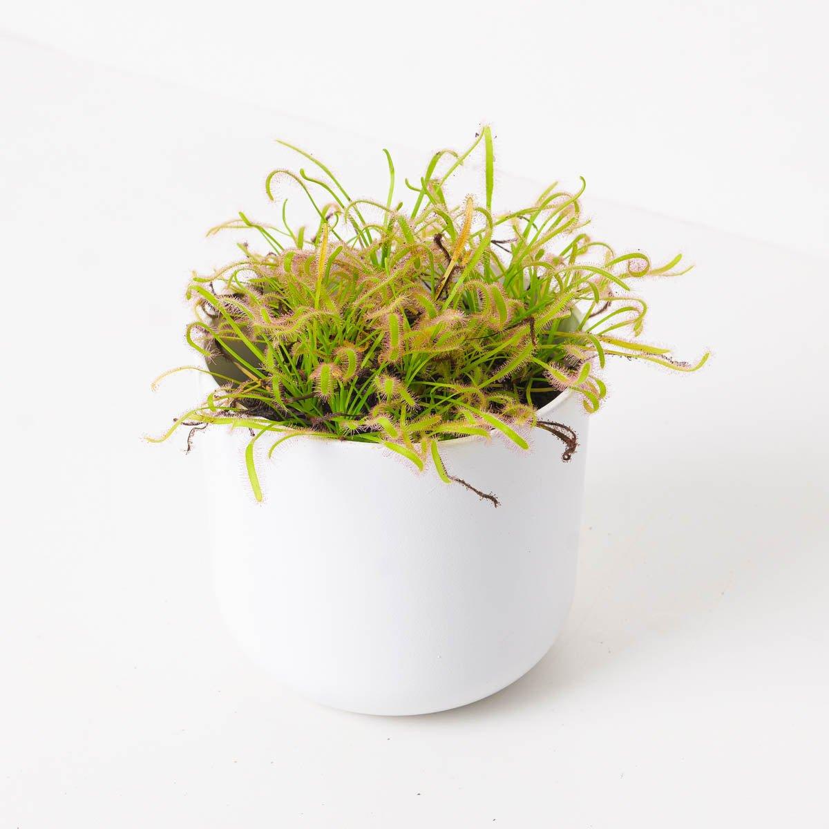 Drosera capensis 'Alba' | Cape Sundew