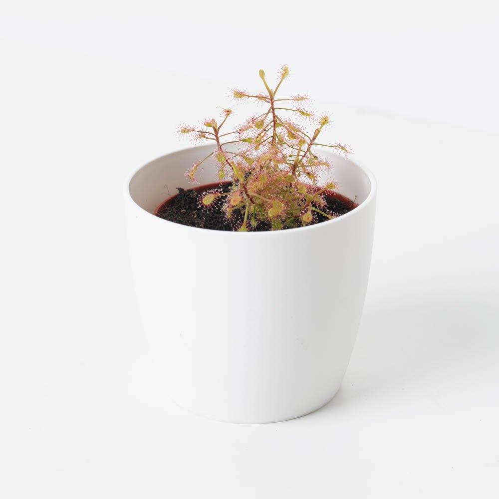 Drosera madagascariensis | Madagascan Sundew