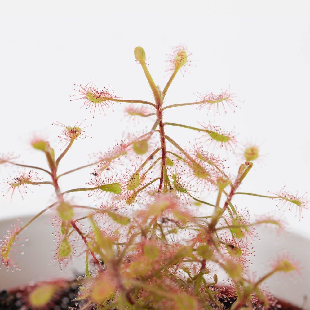 Drosera madagascariensis | Madagascan Sundew - Image 2
