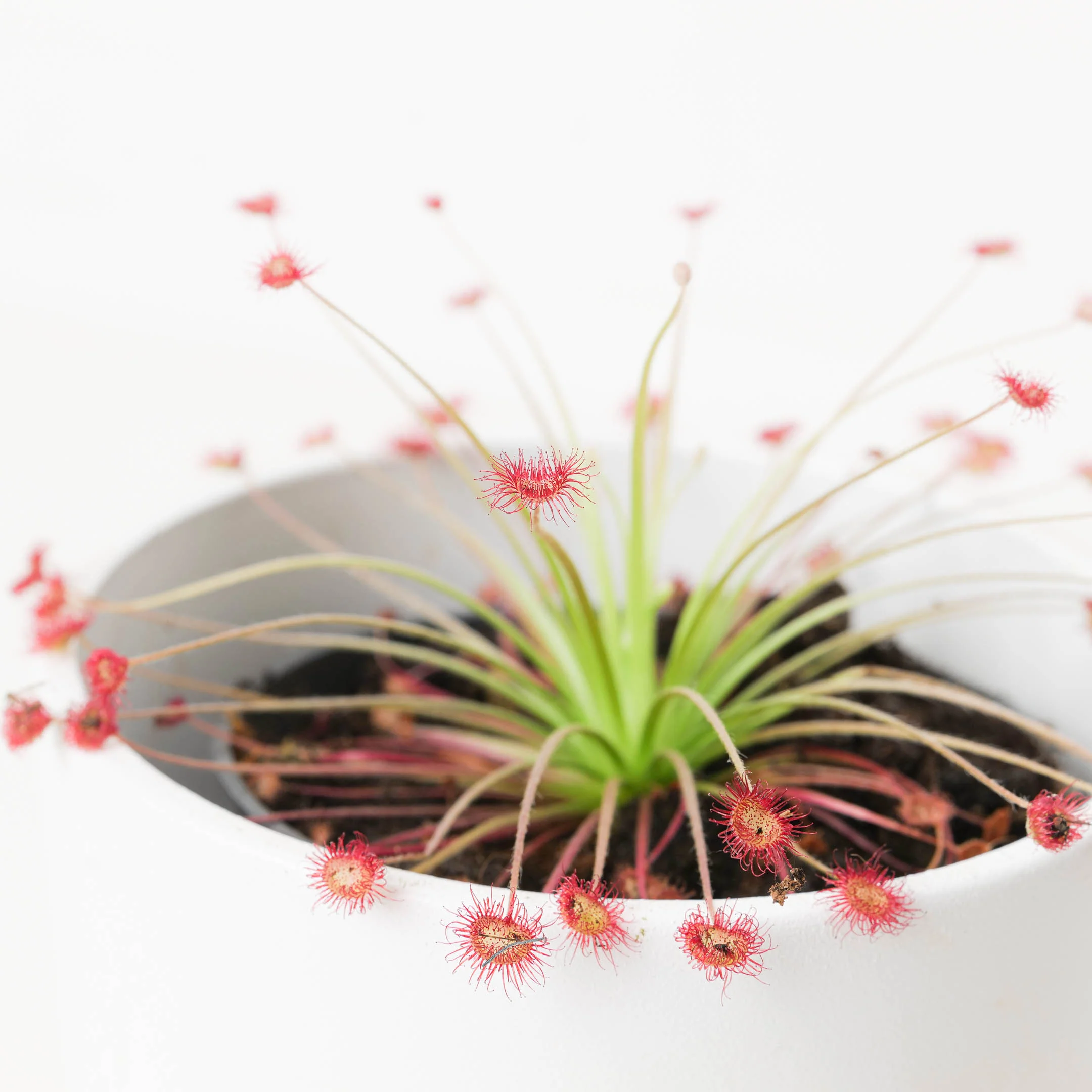 Drosera paradoxica - Image 2