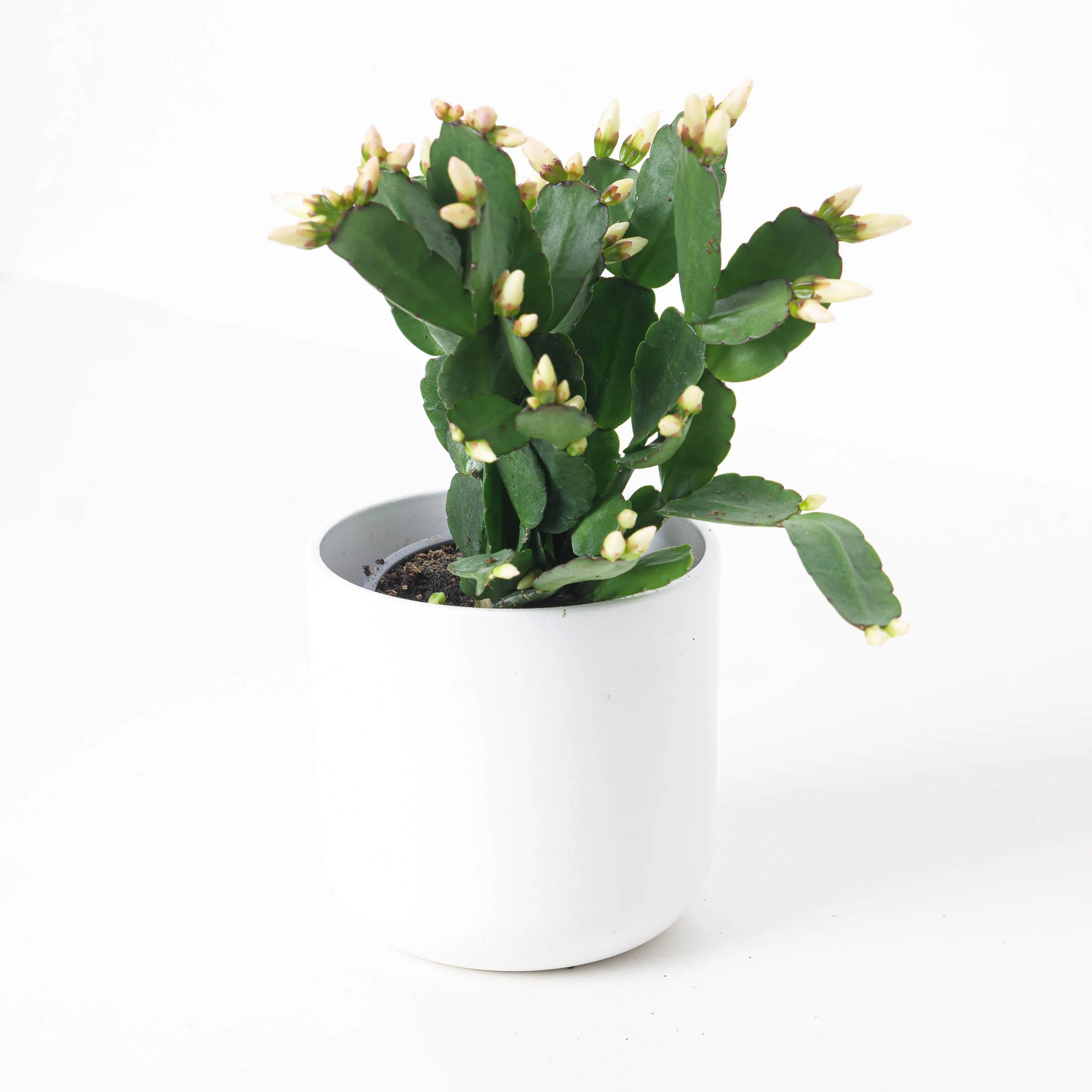 Easter Cactus | Rhipsalidopsis gaertneri - Image 3