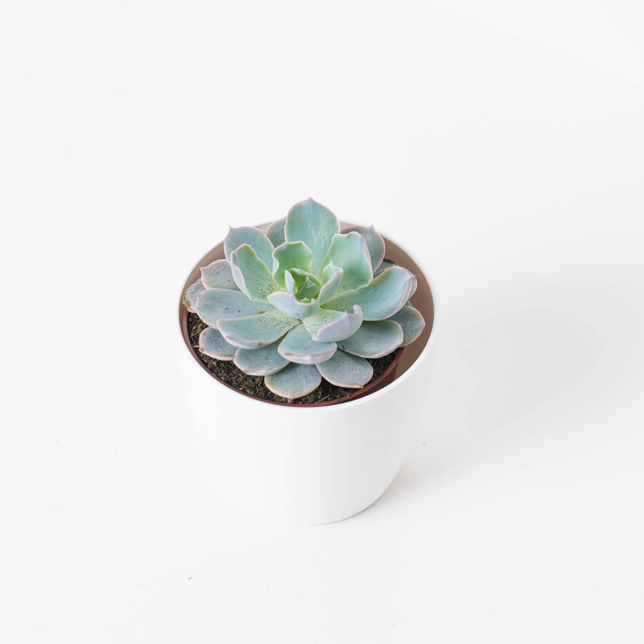 Echeveria Colorata