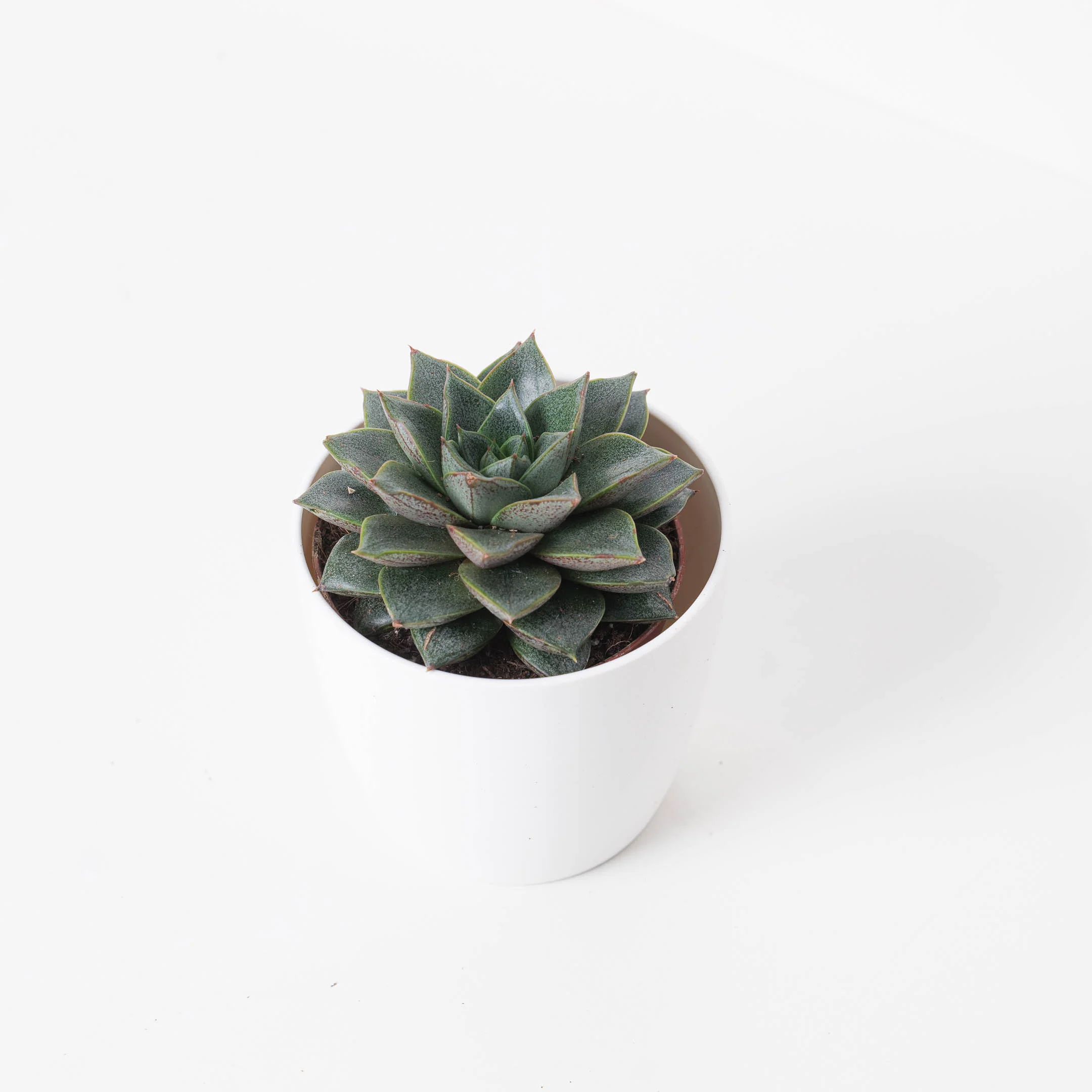 Echeveria Purpusorum