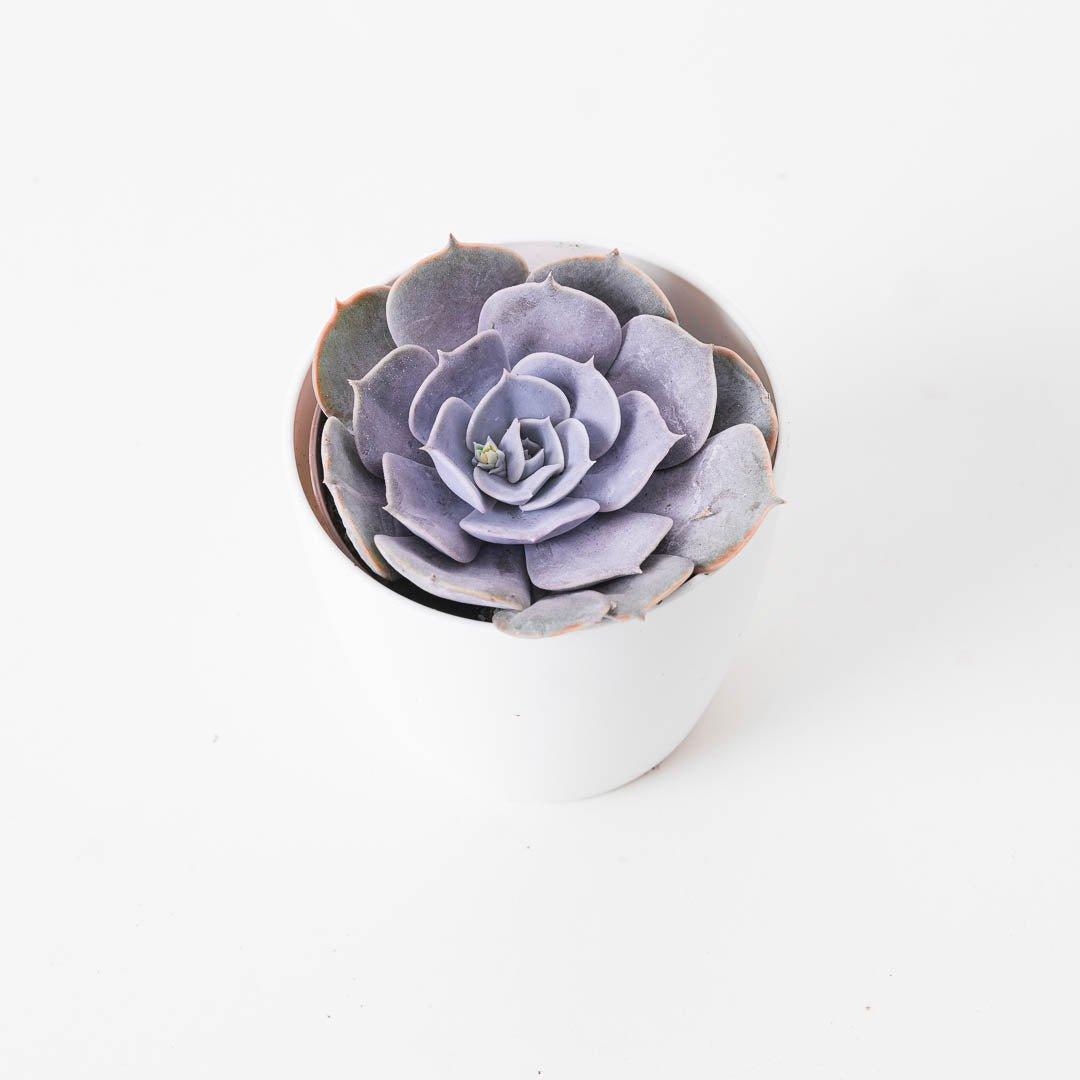 Echeveria runyonii