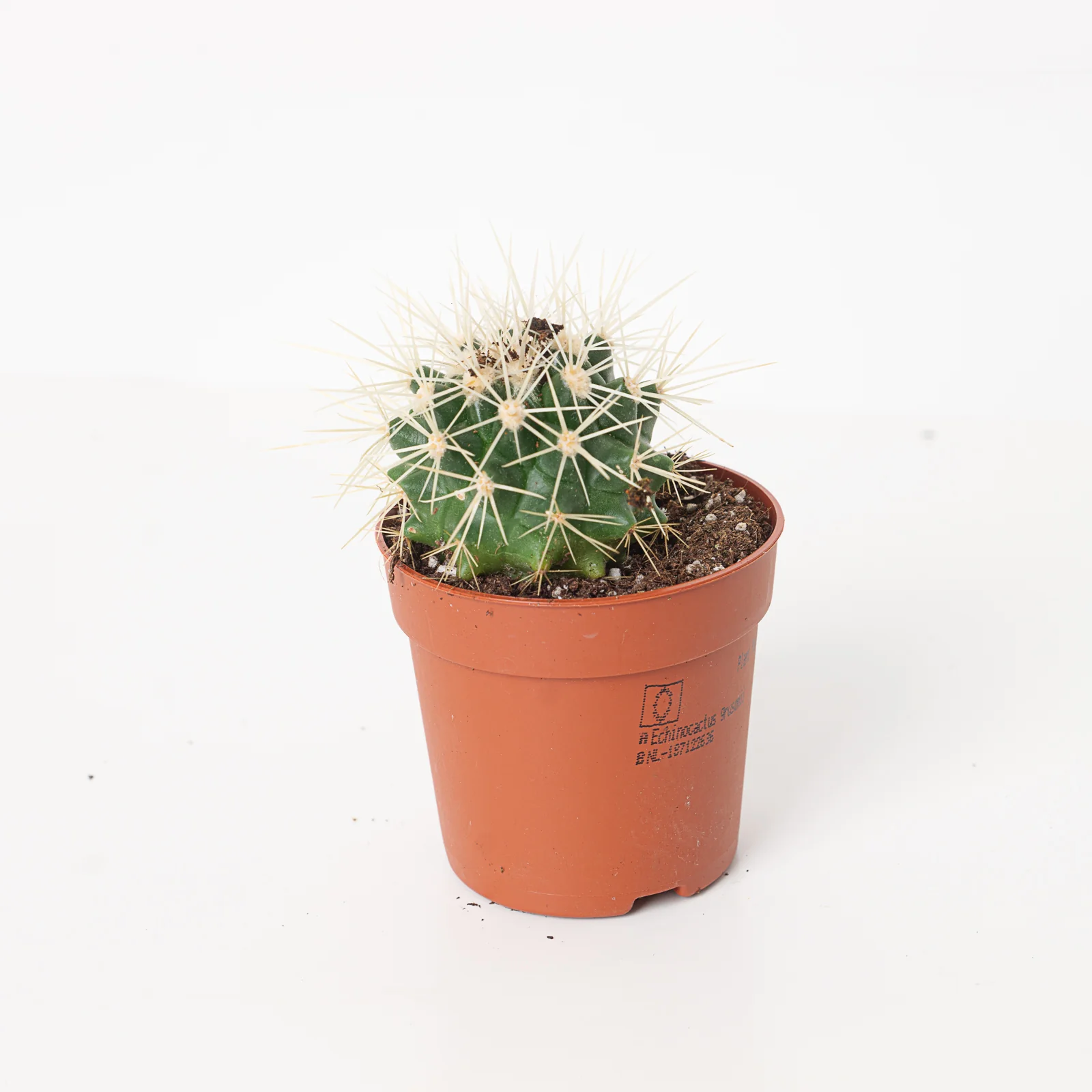 Echinocactus grusonii | Golden Barrel Cactus