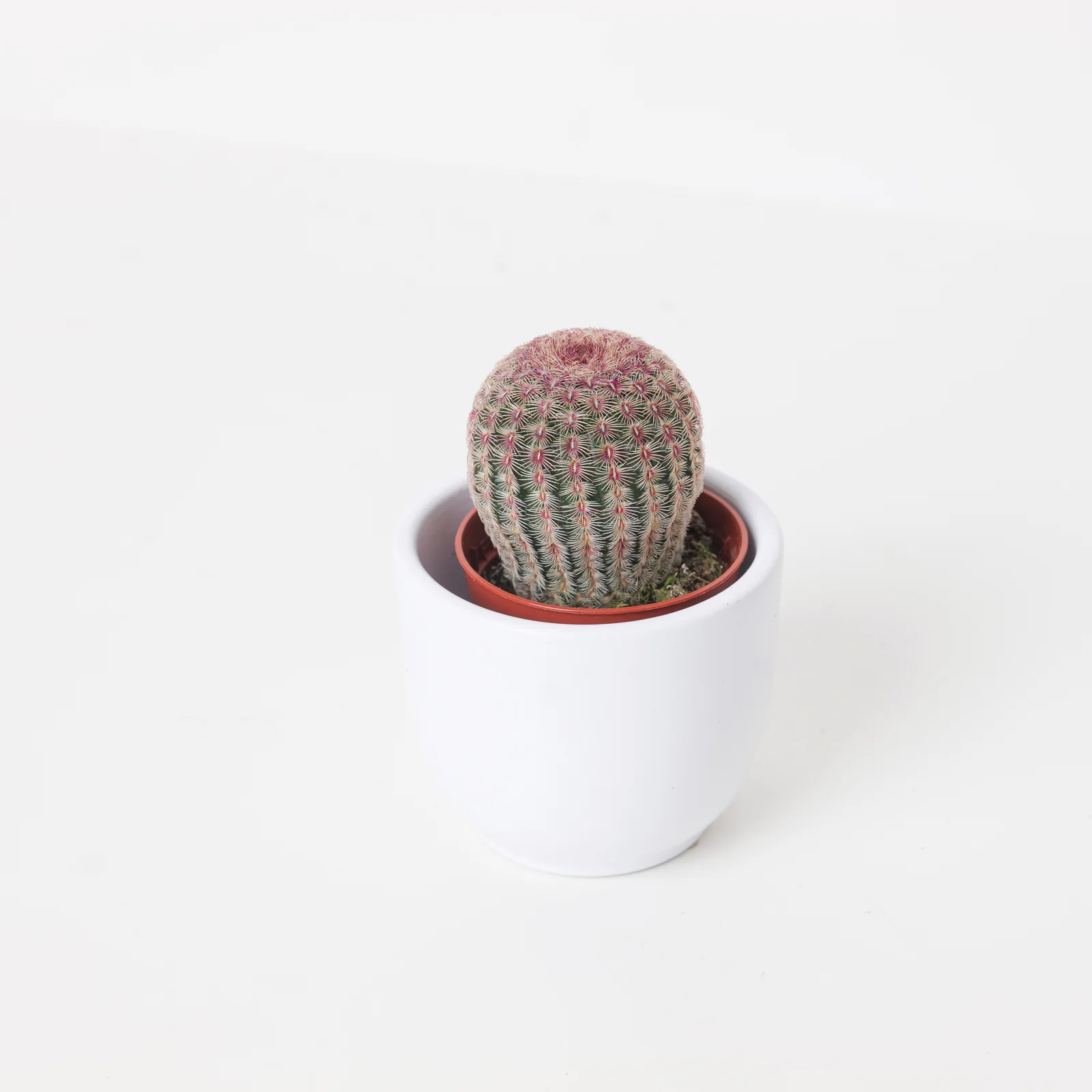 Echinocereus rigidissimus var. rubispinus
