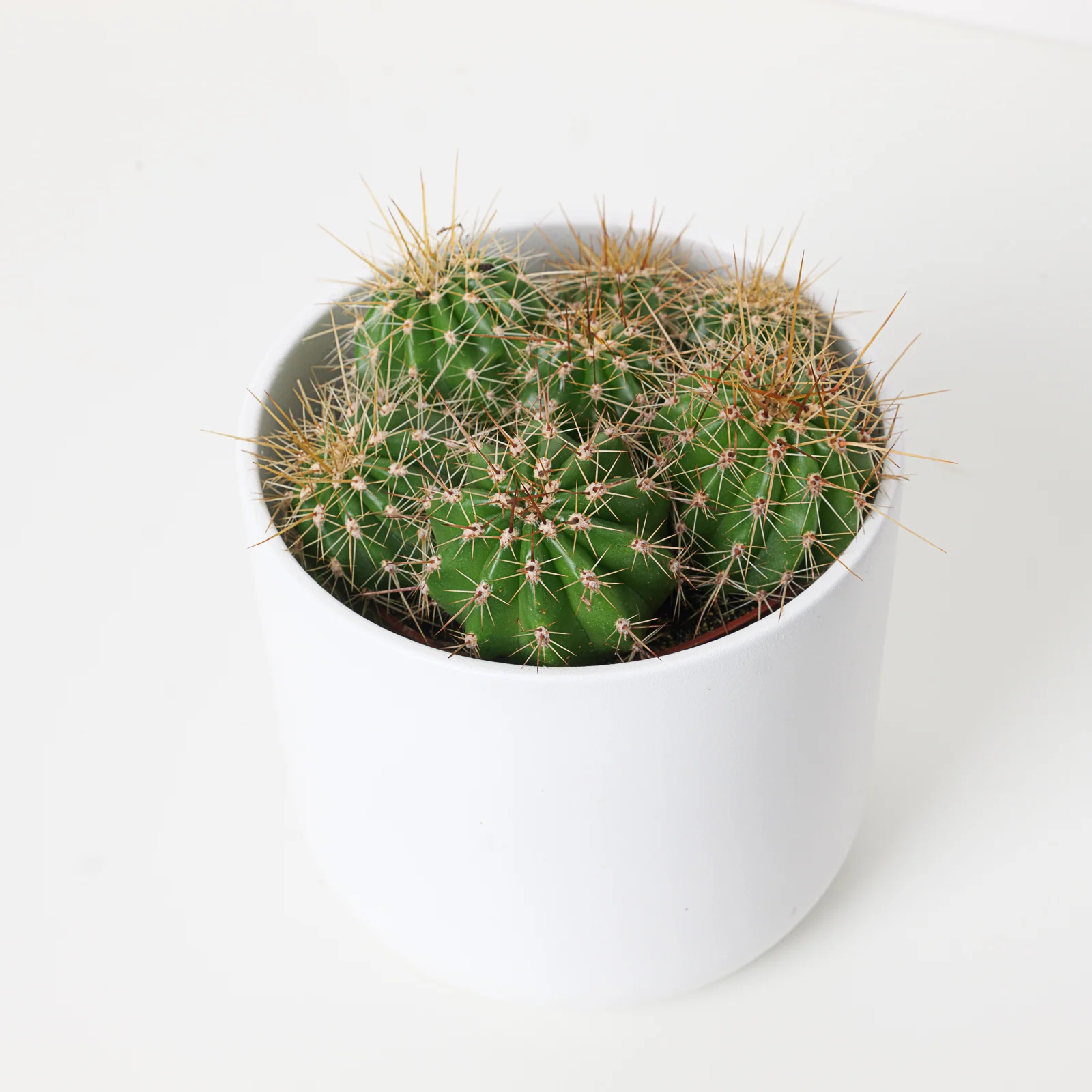 Echinopsis sp