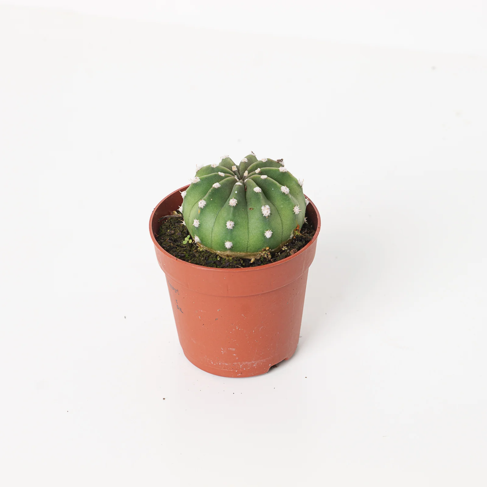 Echinopsis subdenudata | Easter Lily Cactus