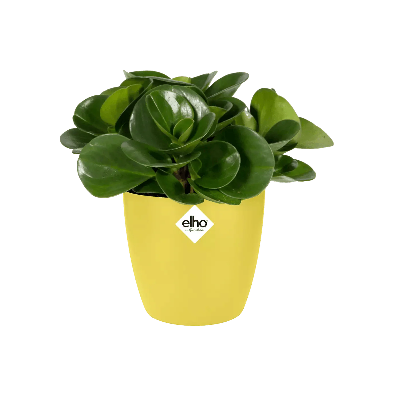 Elho Brussels Mini Round Pot - Image 3