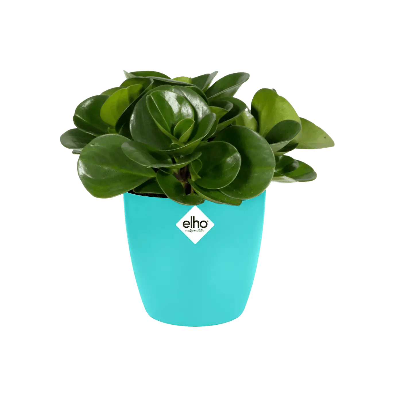 Elho Brussels Mini Round Pot - Image 4
