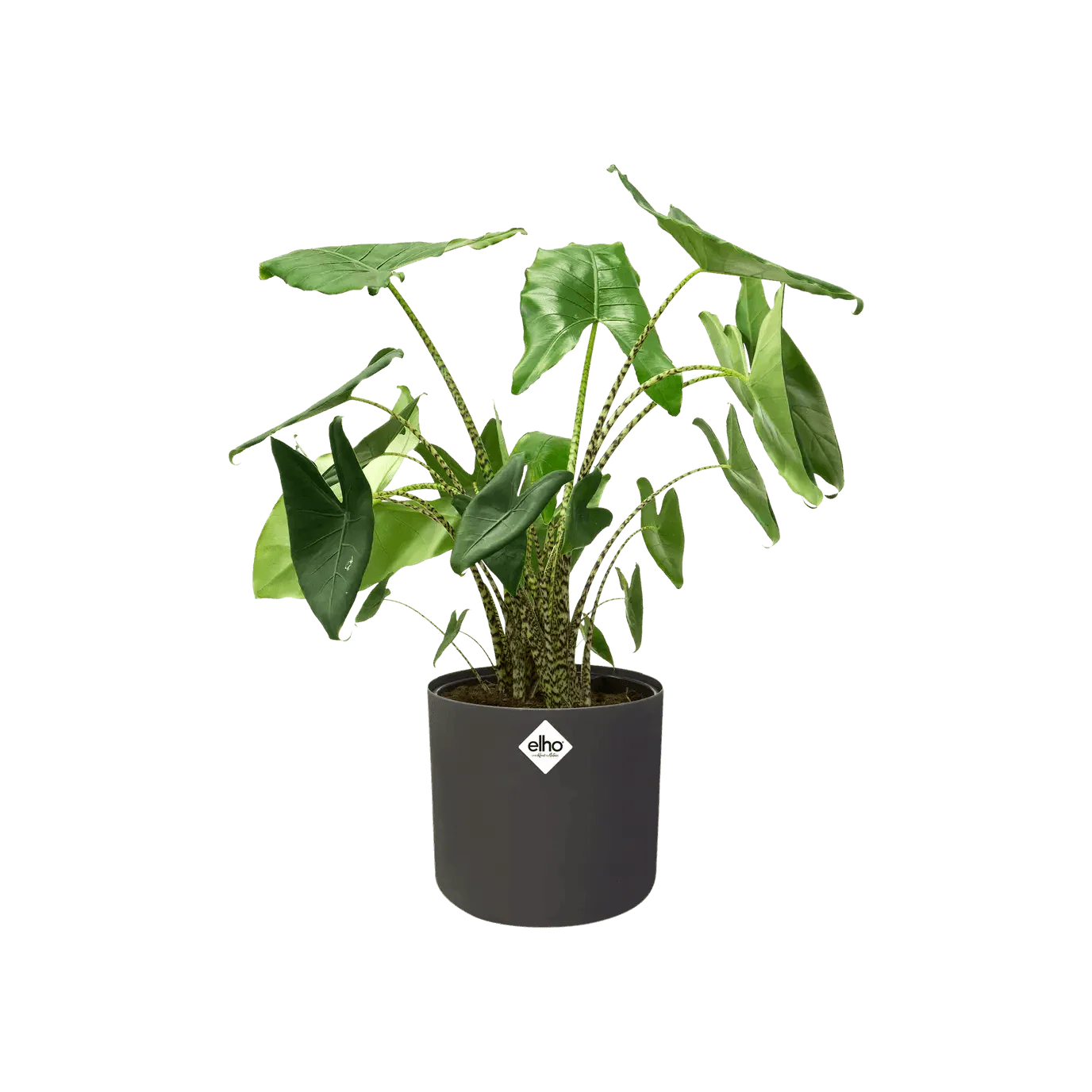 Elho B.For Soft Round - Image 3