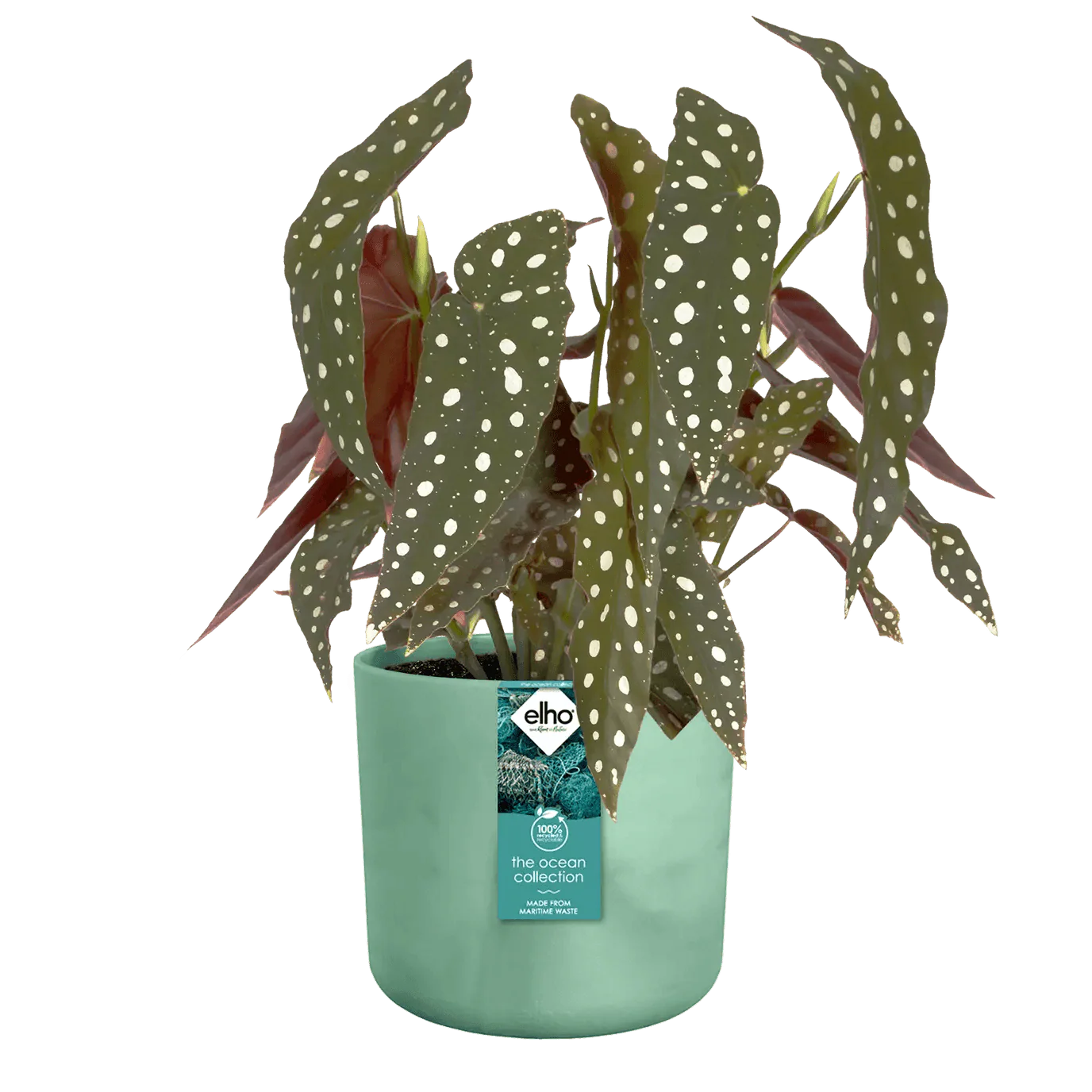Elho Ocean Collection Pot - Image 4