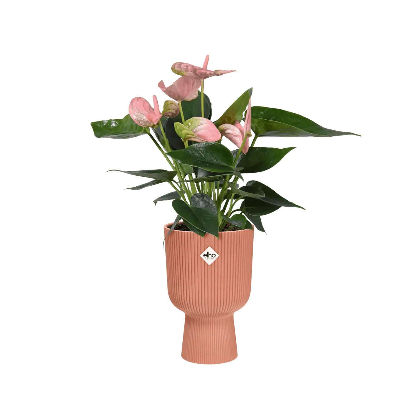 Elho Vibes Coupe Planter - Image 4