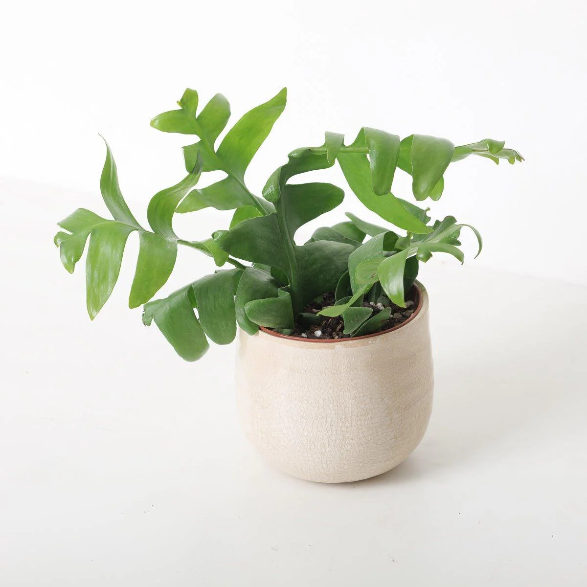 Ephiphyllum Chrysocardium | Fernleaf Cactus