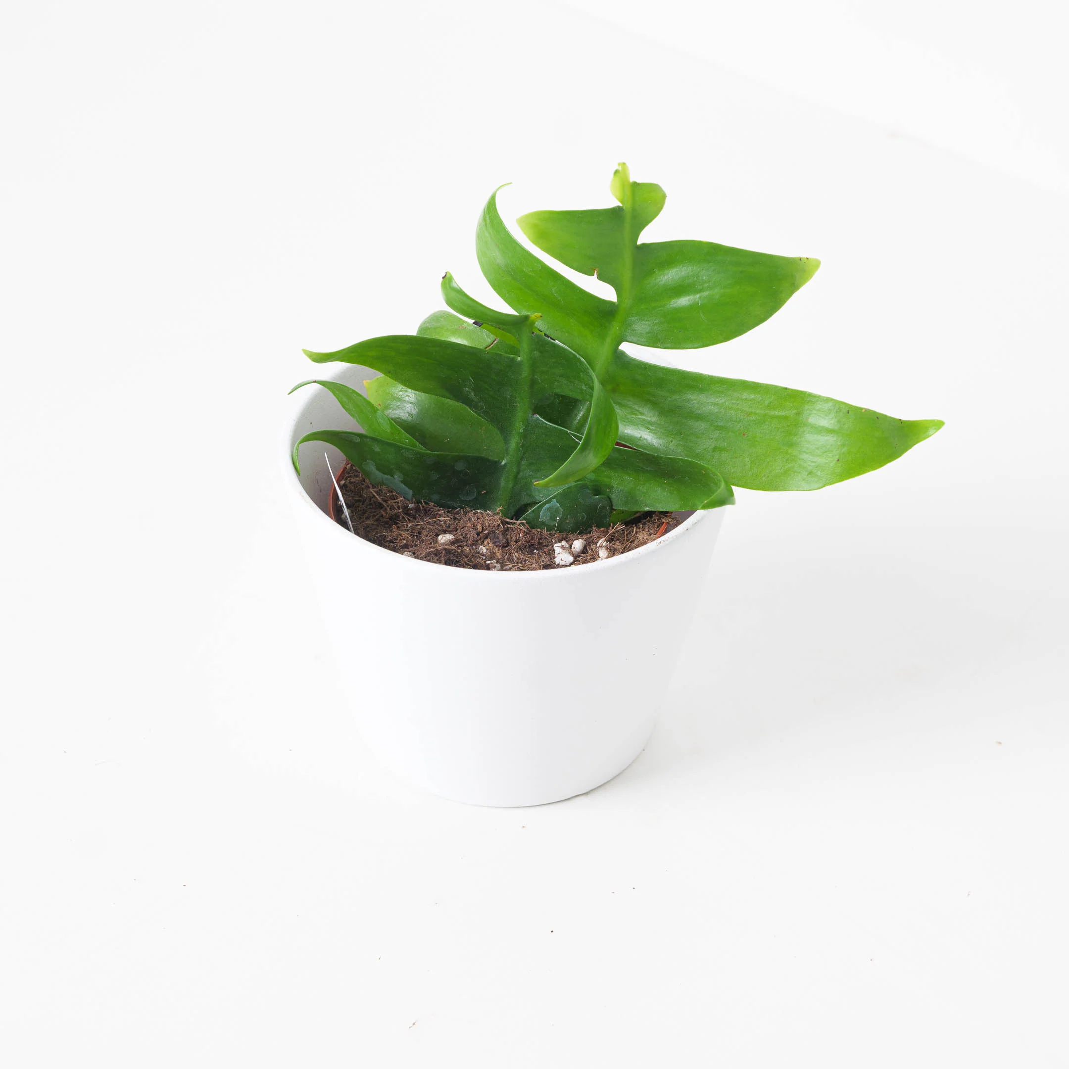Ephiphyllum Chrysocardium | Fernleaf Cactus - Image 2