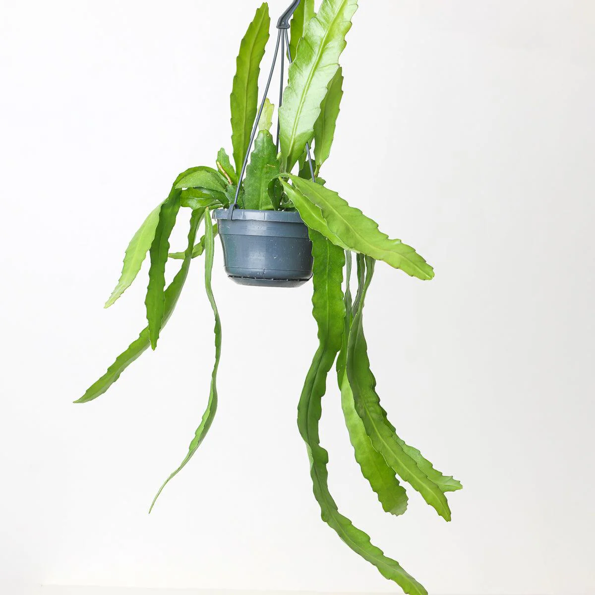 Ephiphyllum Fruhlings Gold