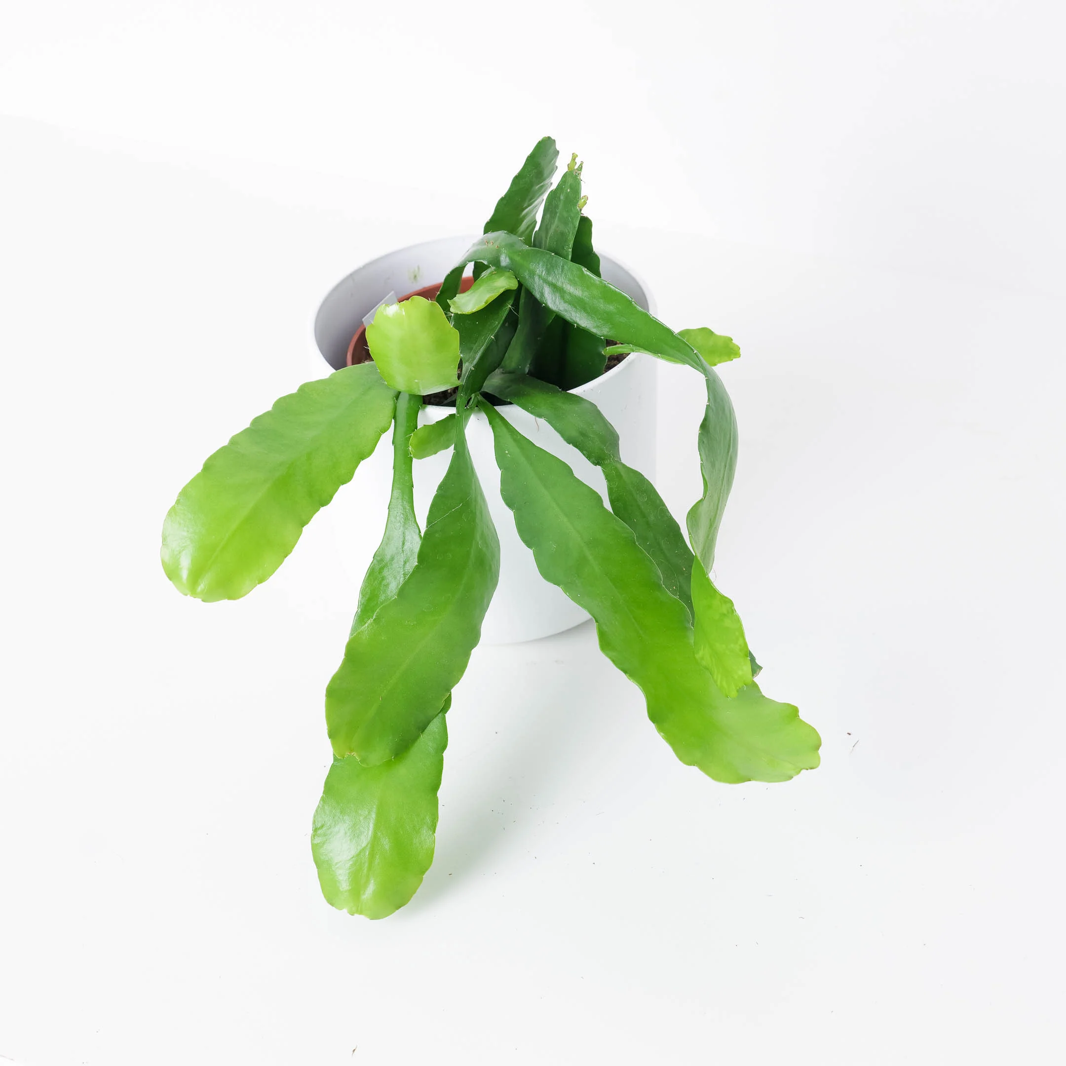 Ephiphyllum Fruhlings Gold - Image 2