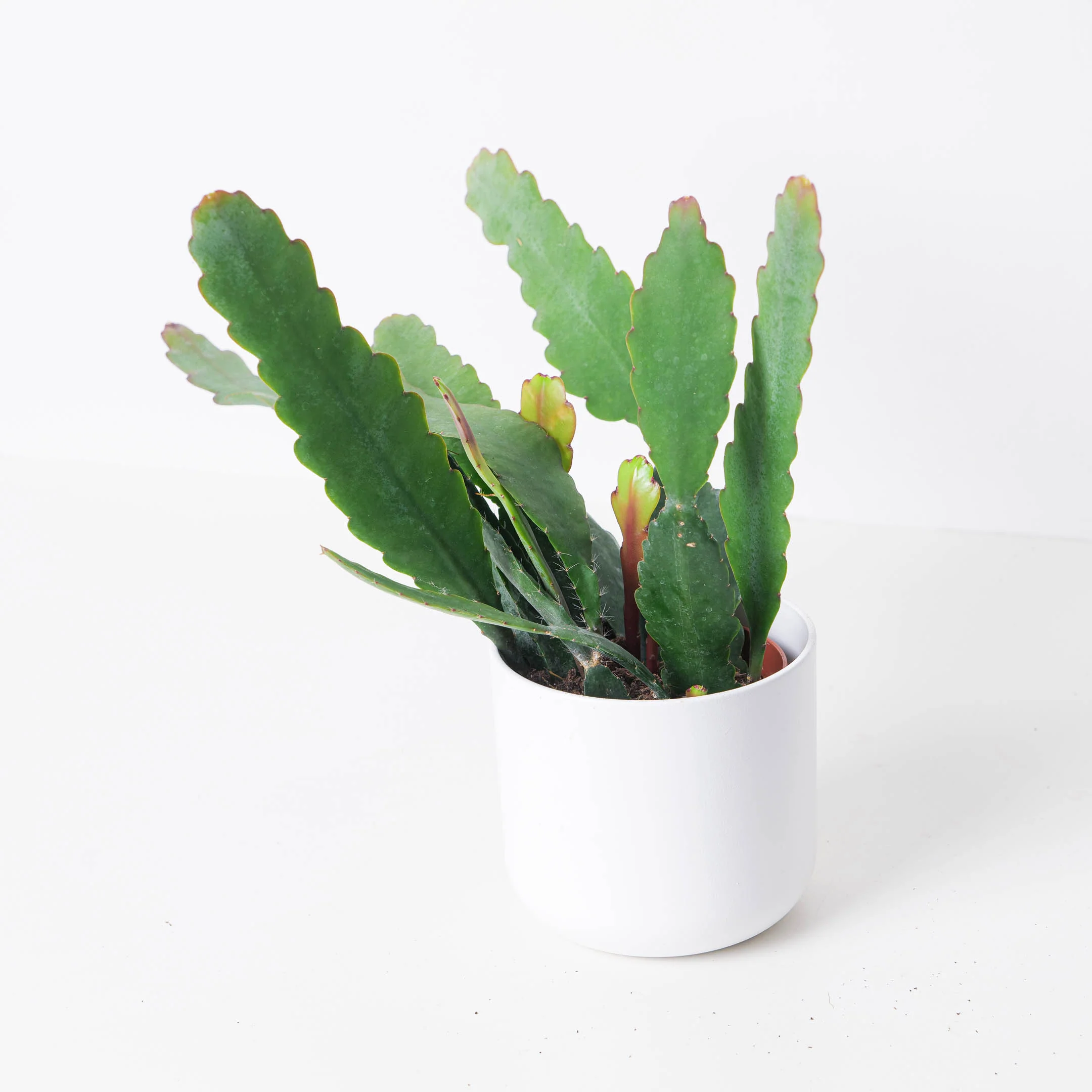 Ephiphyllum Sarah Courant