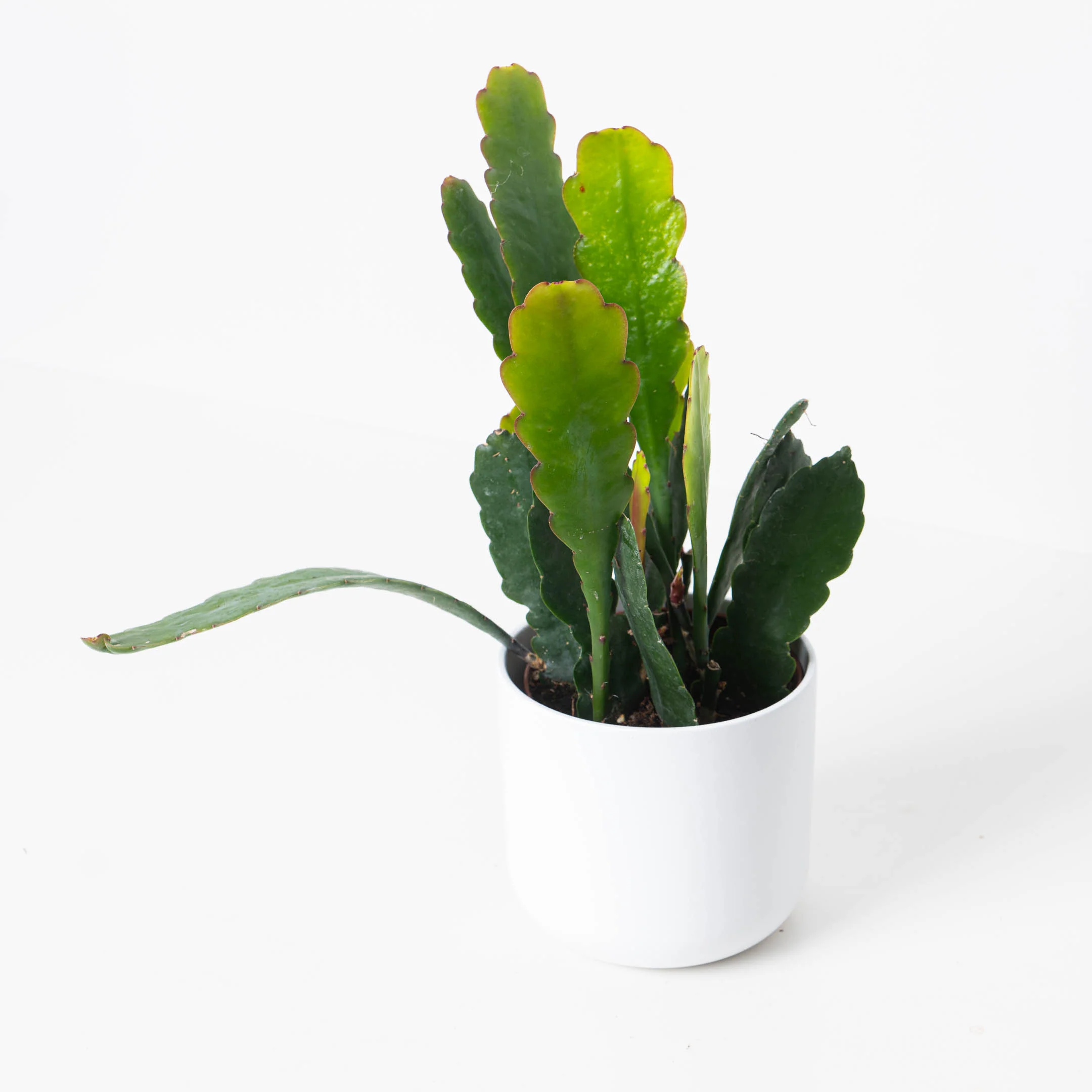 Ephiphyllum Sarah Courant - Image 2