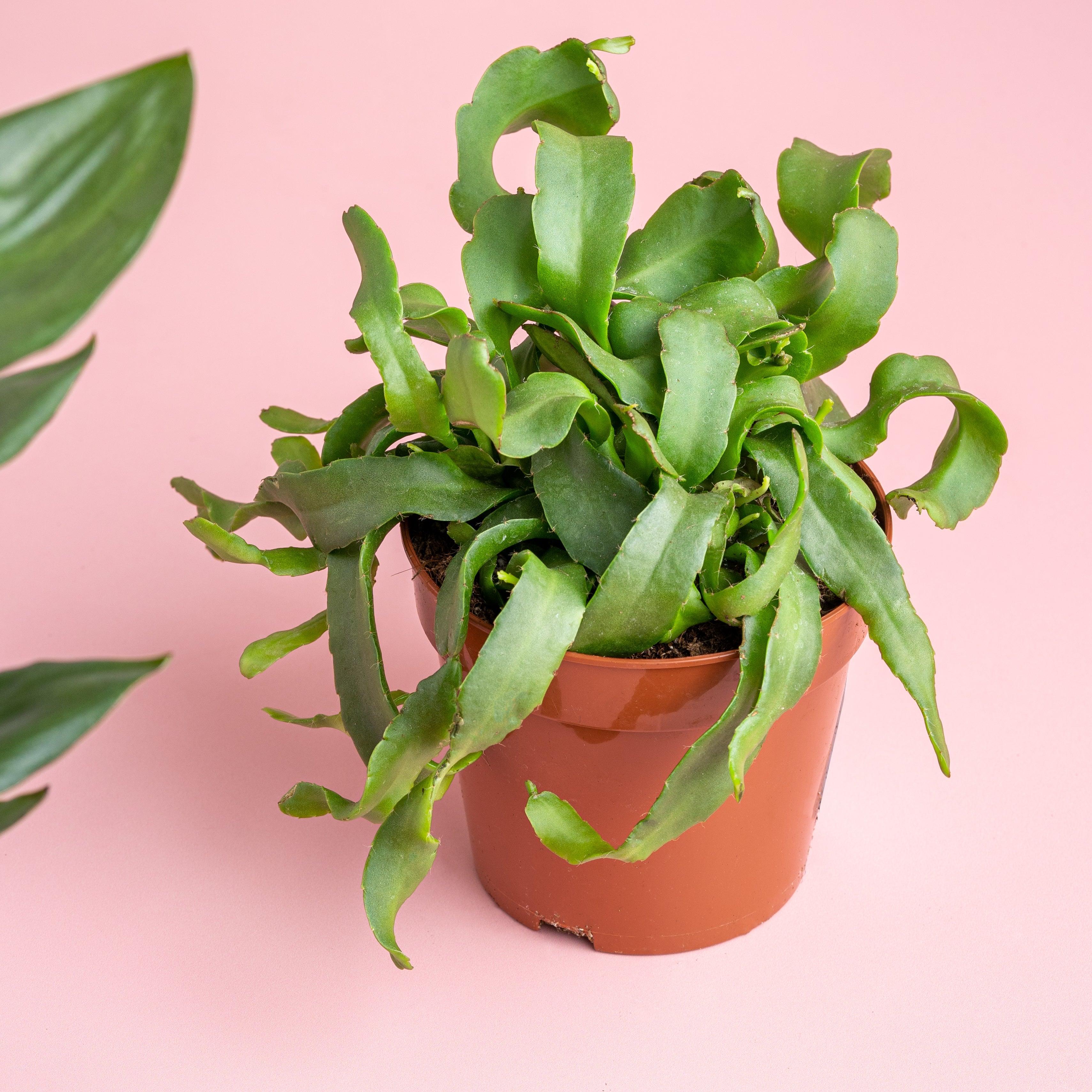 Epiphyllum Guatemalense | Orchid Cactus | Easy Care House Plant - Image 2