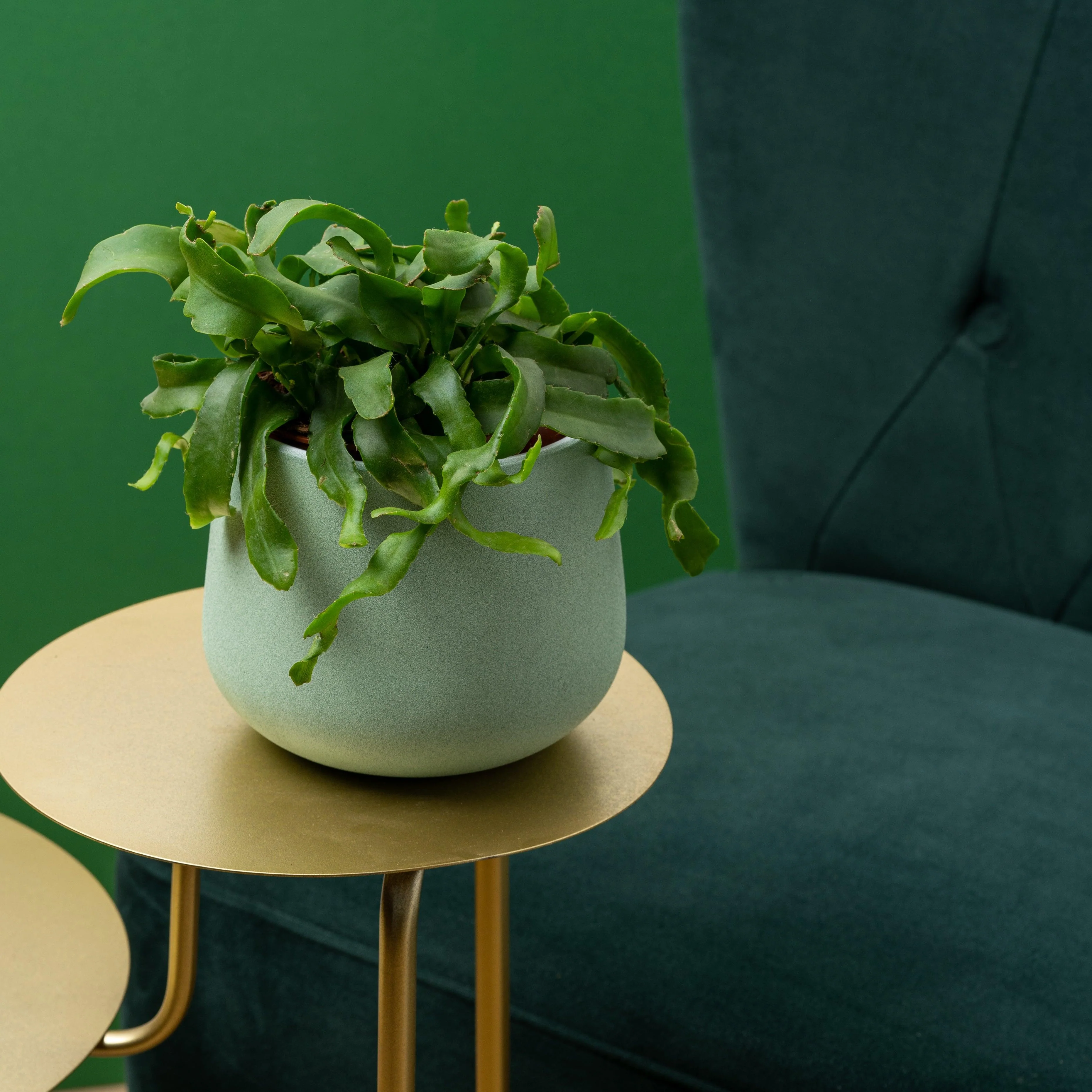 Epiphyllum Guatemalense | Orchid Cactus | Easy Care House Plant - Image 3