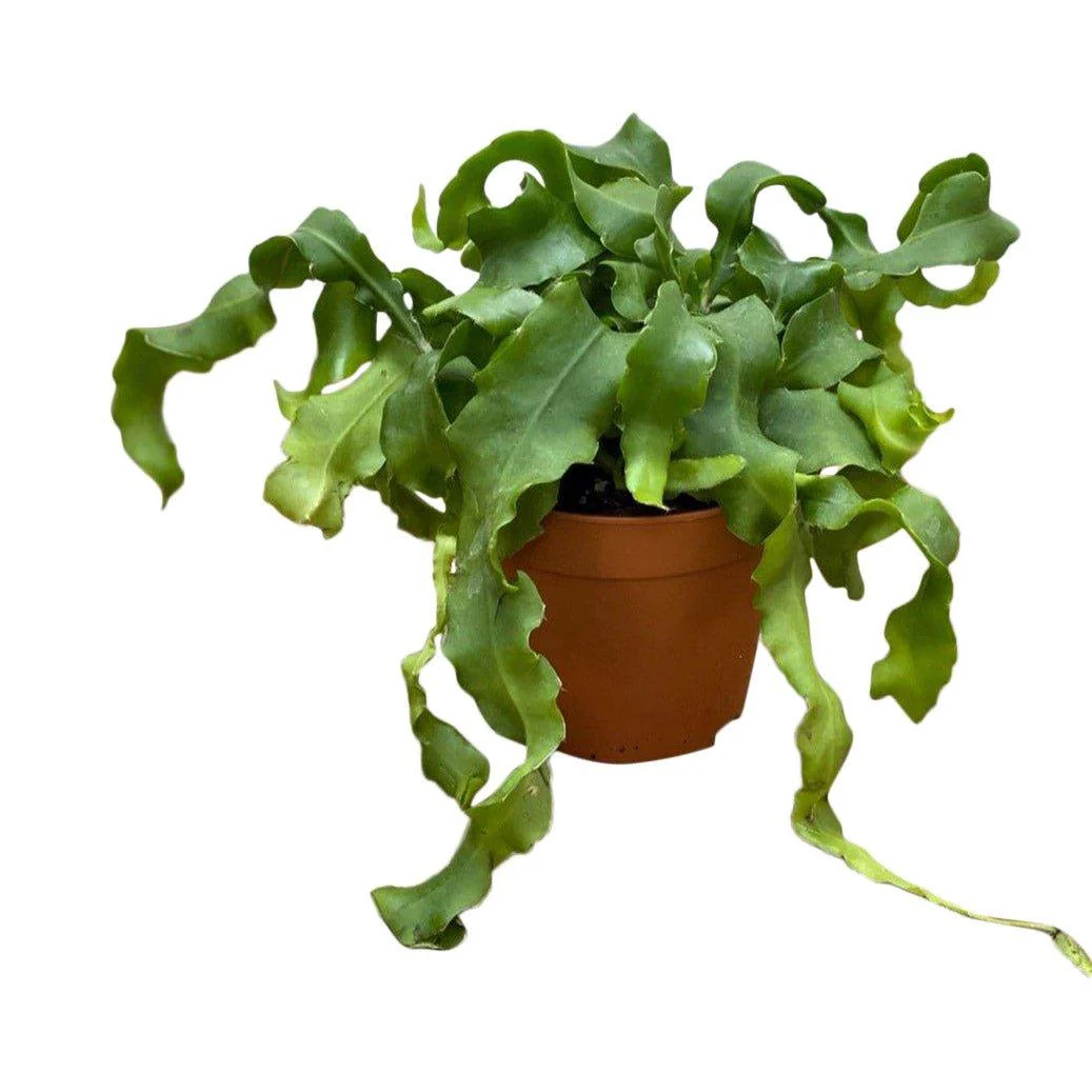 Epiphyllum Guatemalense | Orchid Cactus | Easy Care House Plant - Image 4
