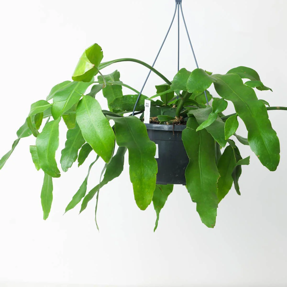 Epiphyllum oxypeltatum