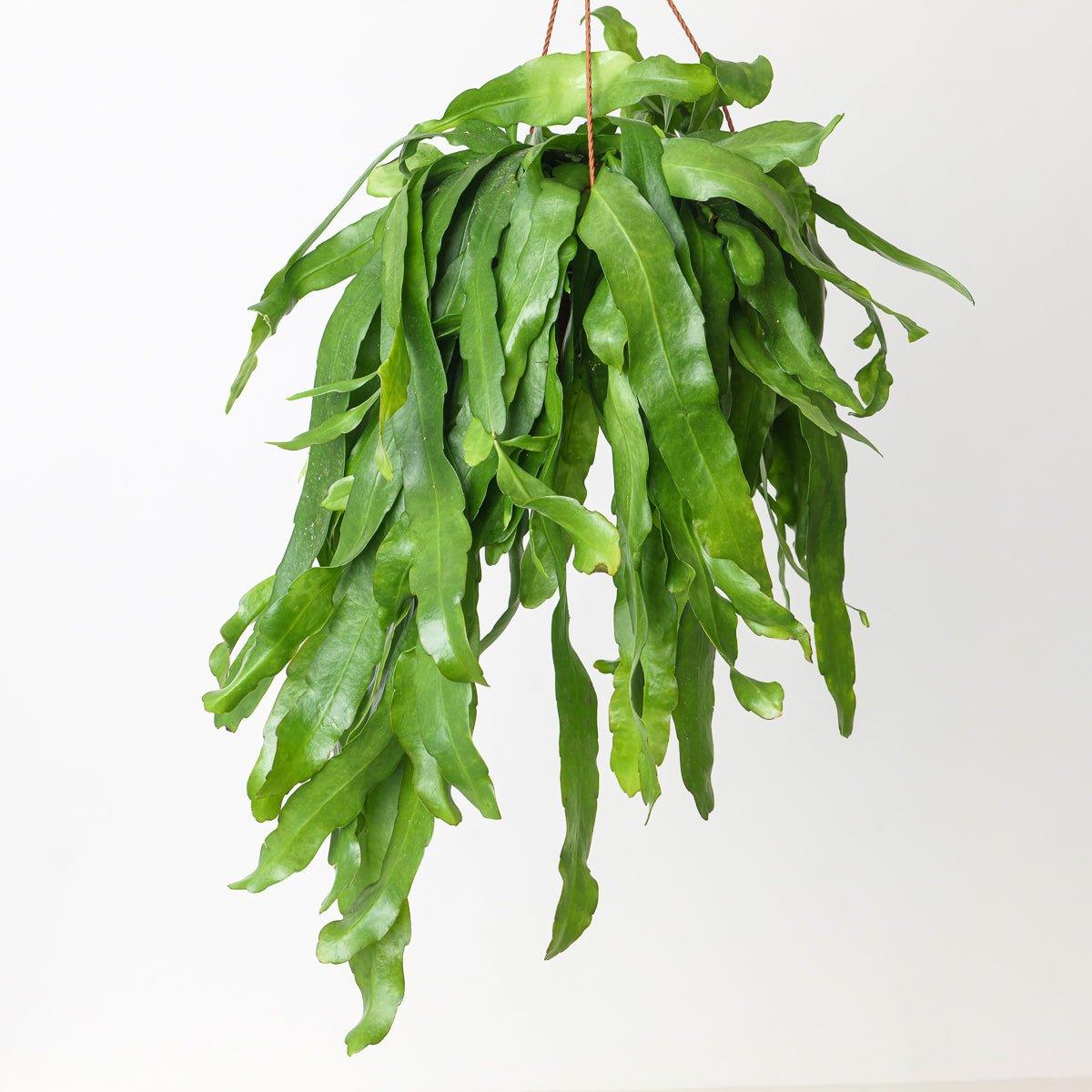 Epiphyllum Pumilum