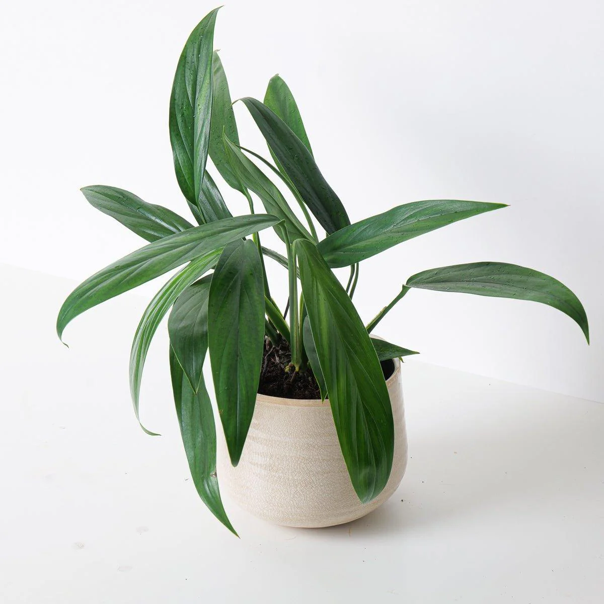 Epipremnum Amplissimum Pothos