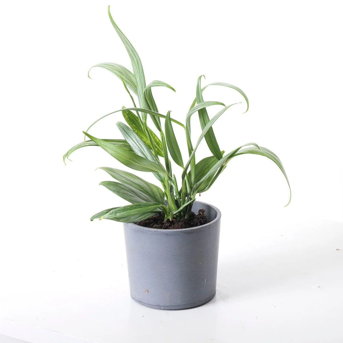 Epipremnum Amplissimum Silver Stripe Pothos