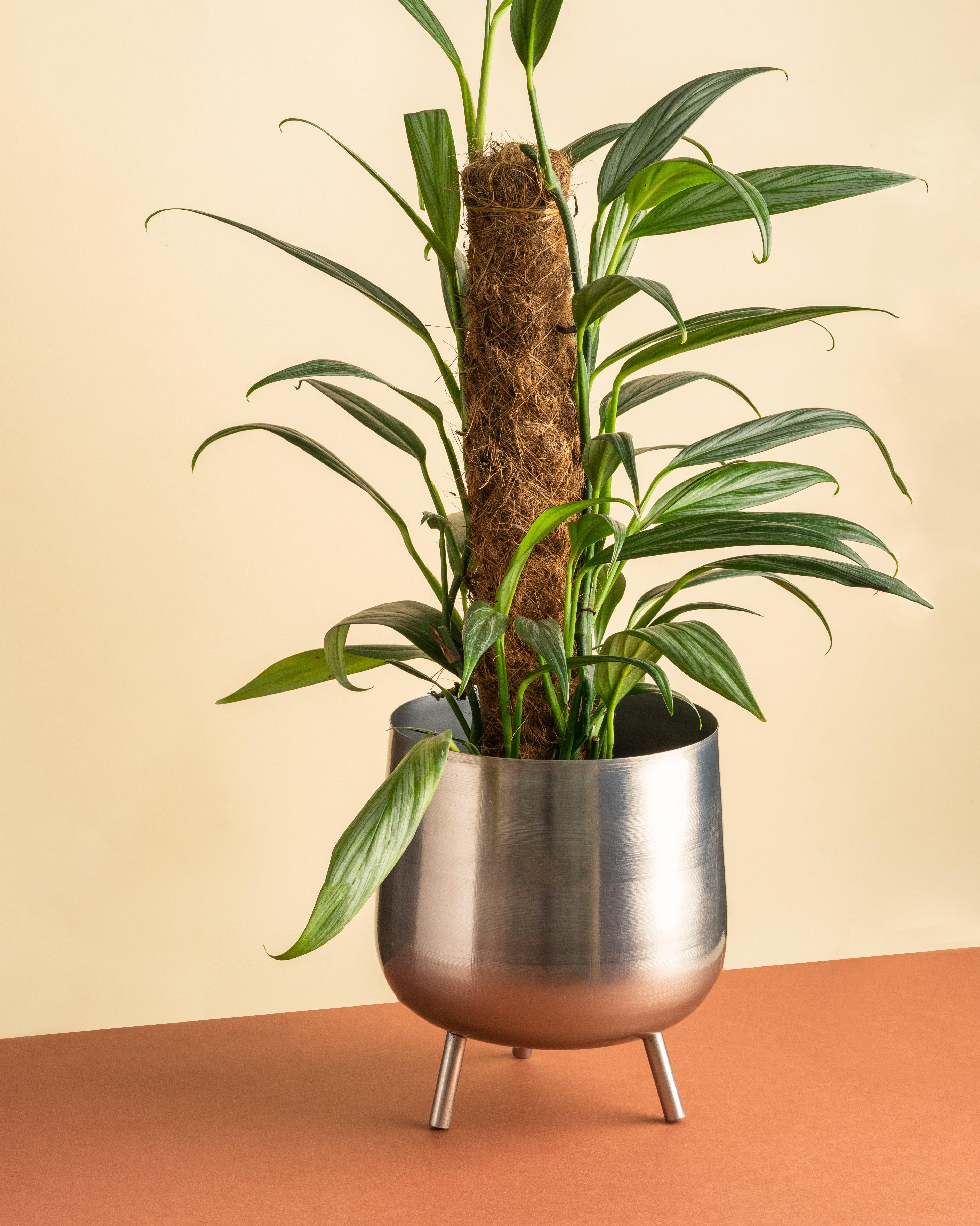 Epipremnum Amplissimum Silver Stripe Pothos - Image 2