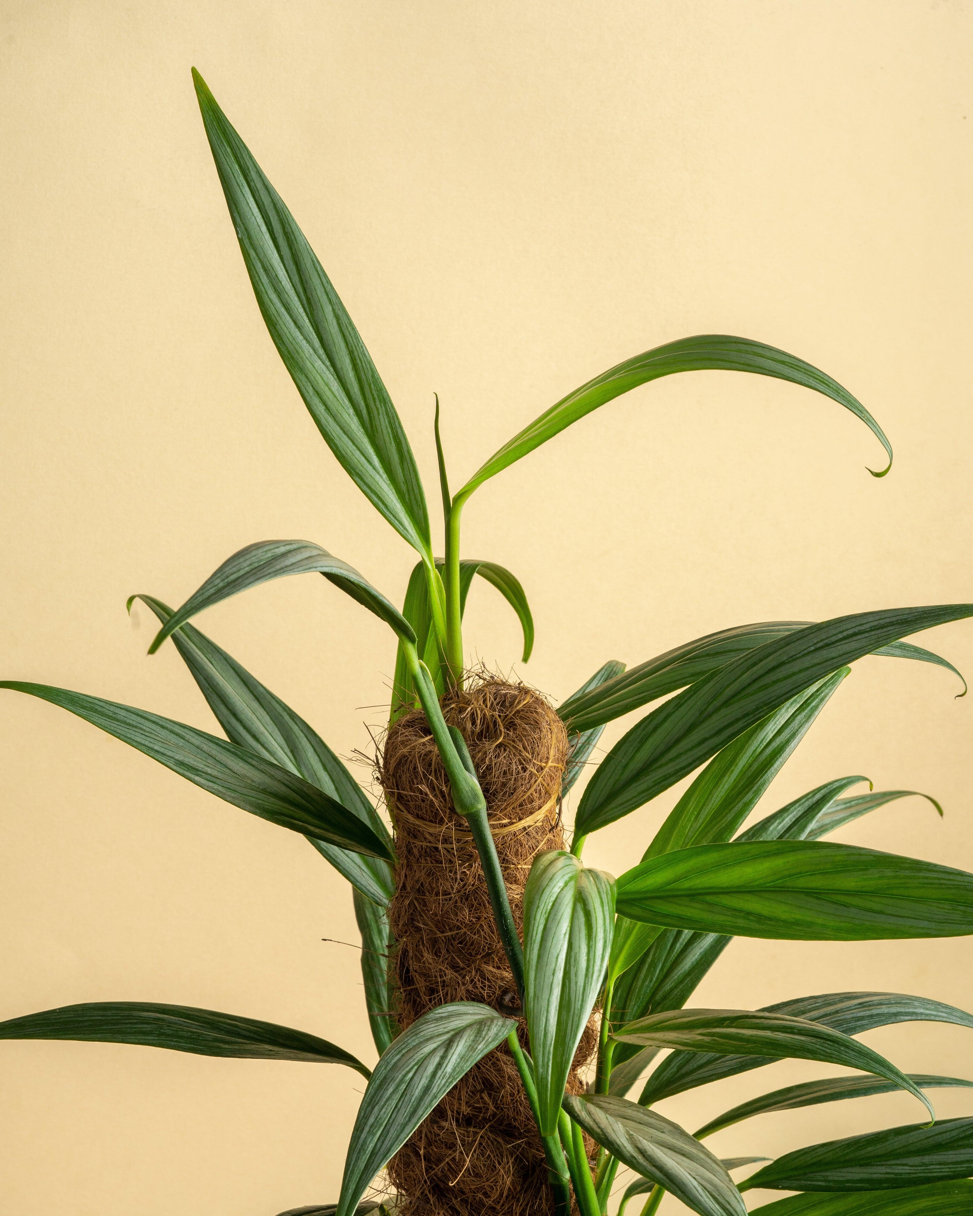 Epipremnum Amplissimum Silver Stripe Pothos - Image 3
