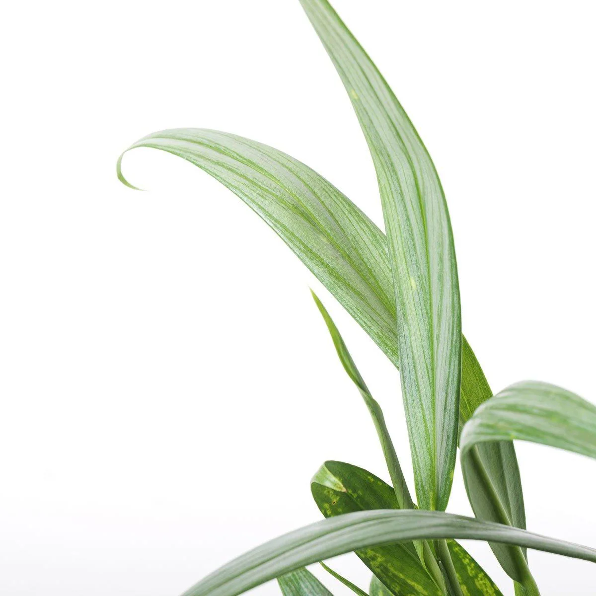 Epipremnum Amplissimum Silver Stripe Pothos - Image 4