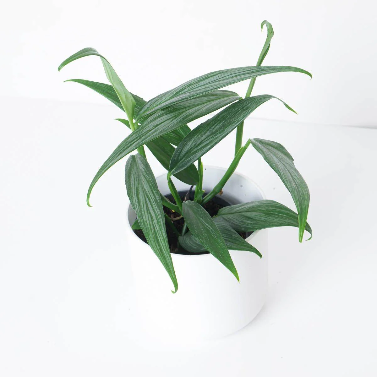 Epipremnum Amplissimum Silver Stripe Pothos - Image 5