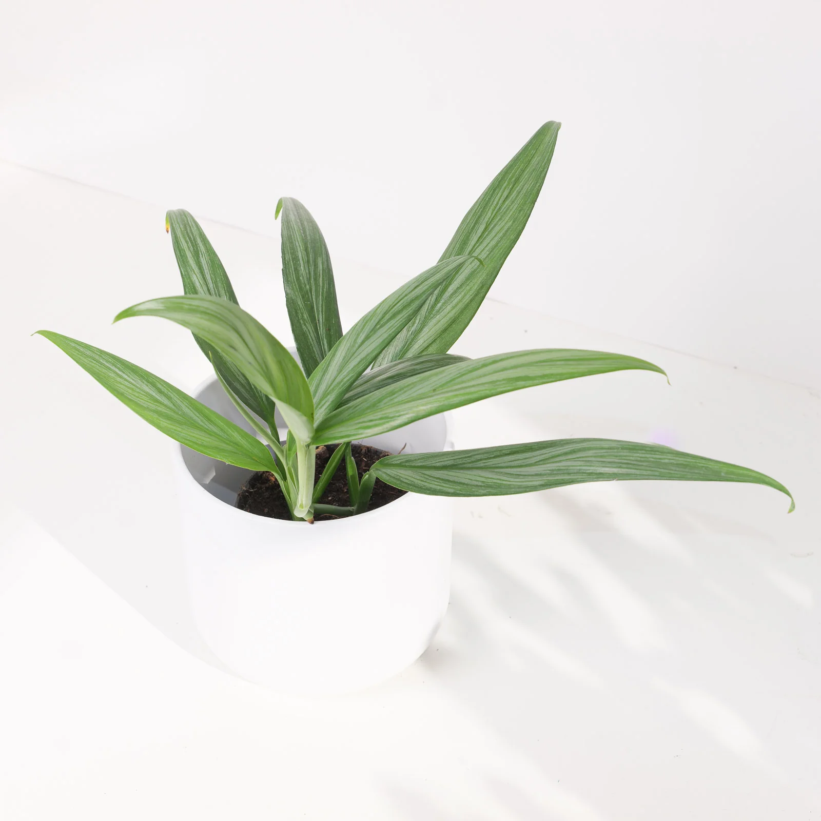Epipremnum Amplissimum Silver Stripe Pothos - Image 6