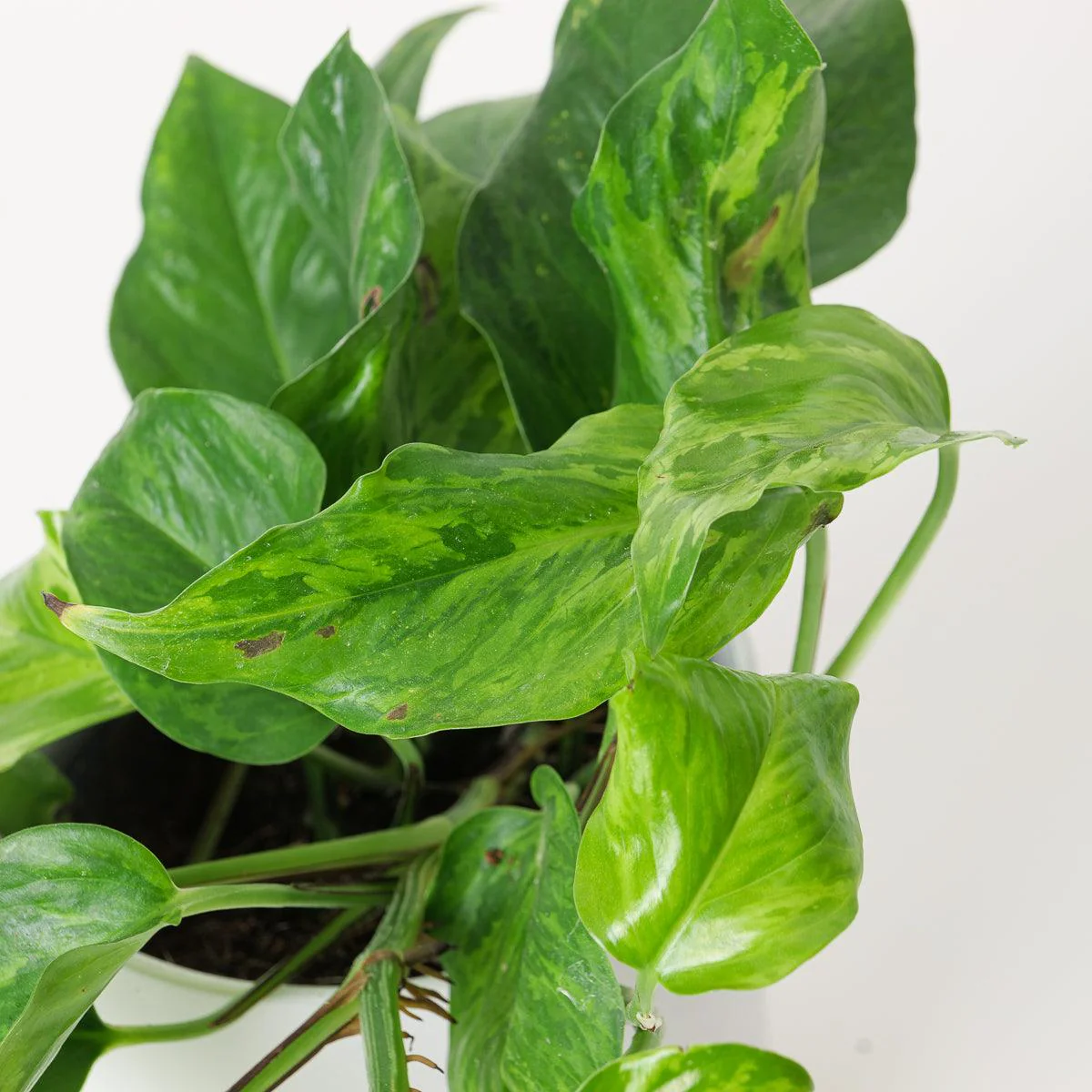 Epipremnum 'Green Marble'