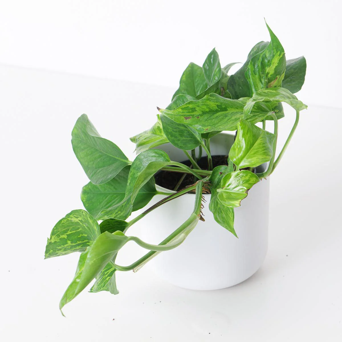 Epipremnum 'Green Marble' - Image 2