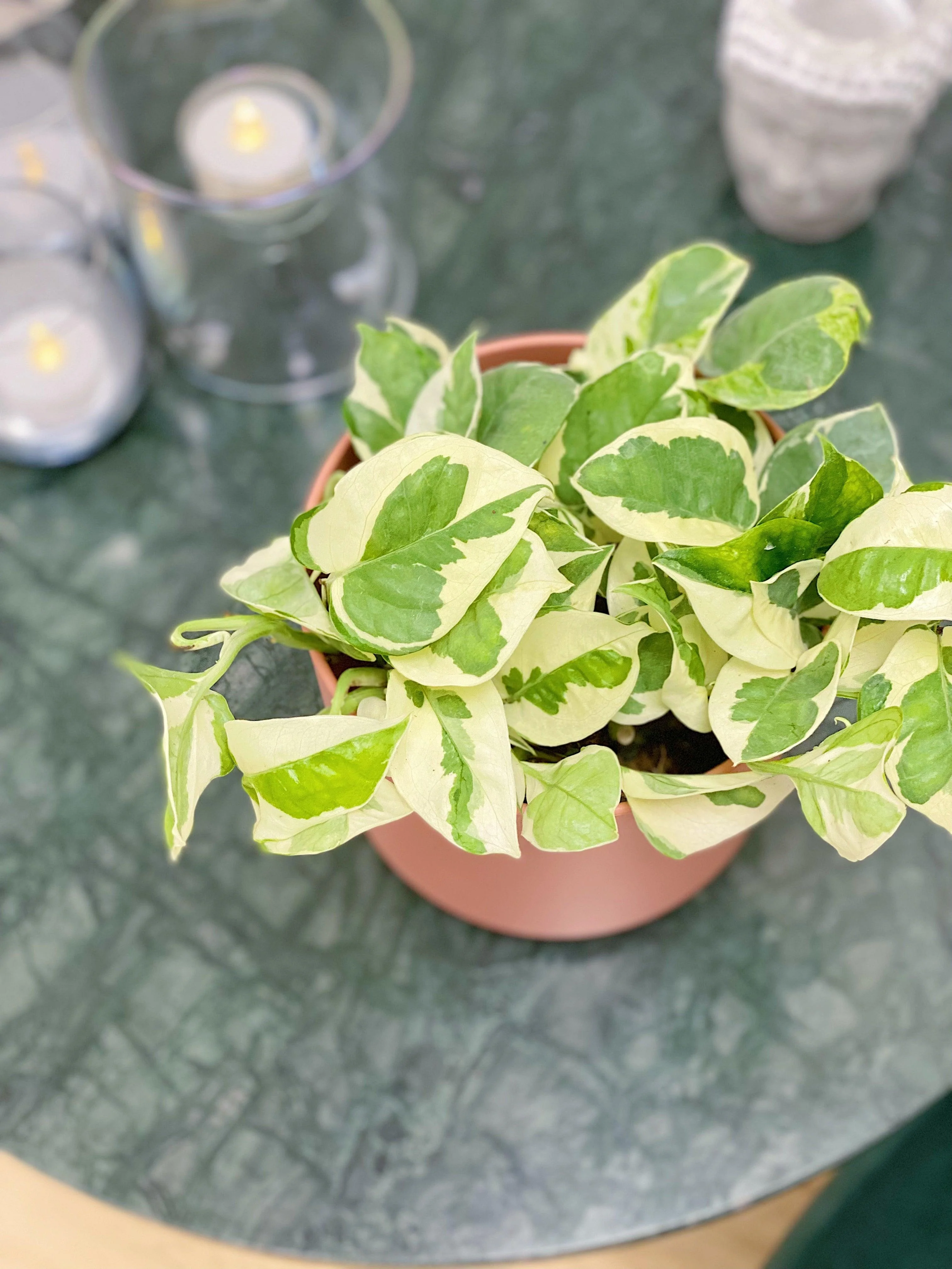 Epipremnum N'Joy Pothos - Image 3