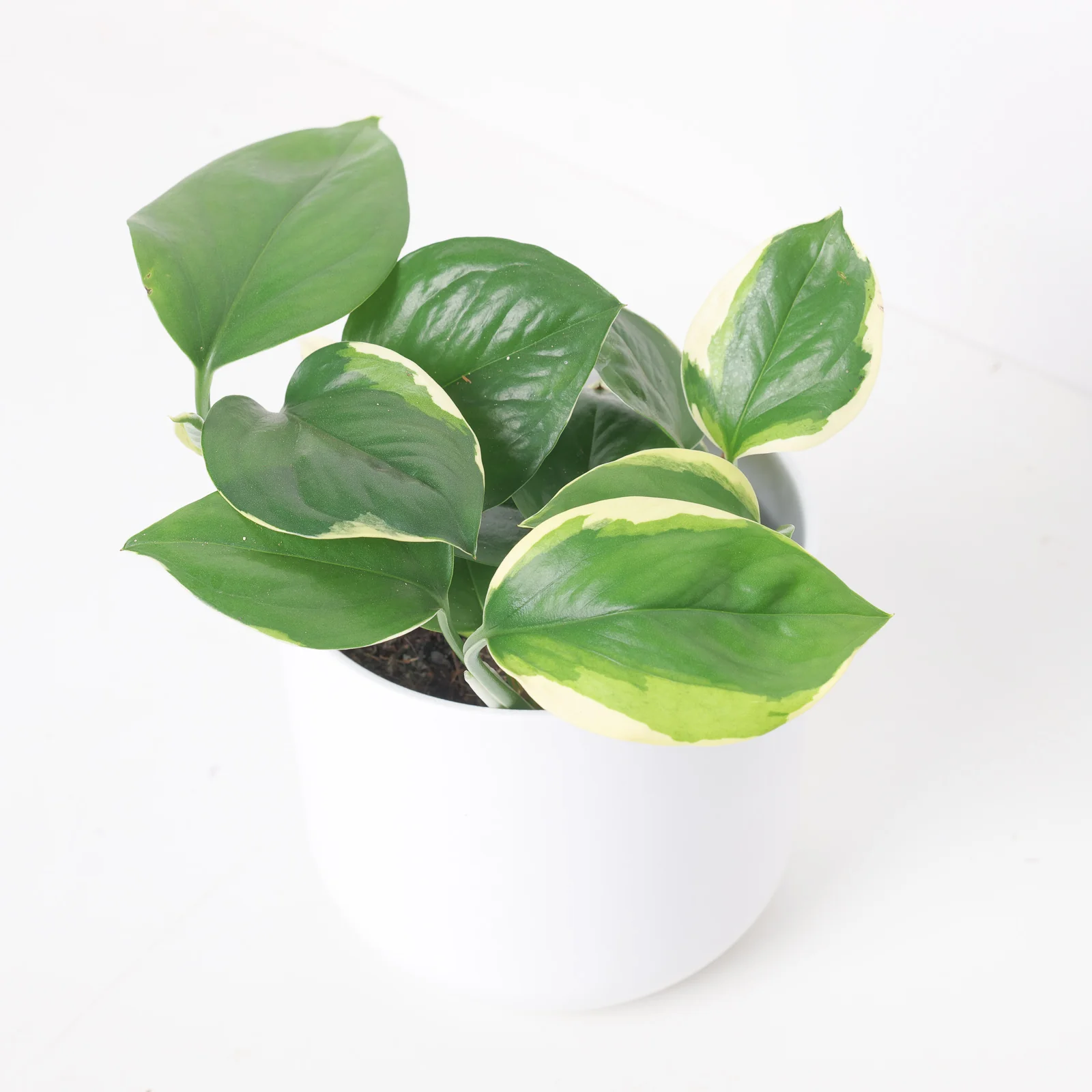Epipremnum Poonsin
