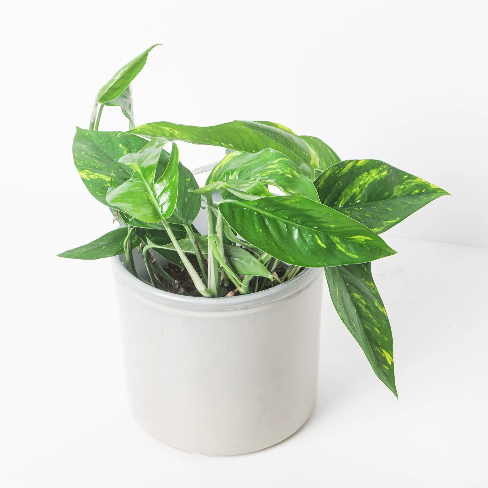 Epipremnum Pinnatum Aureum Variegated