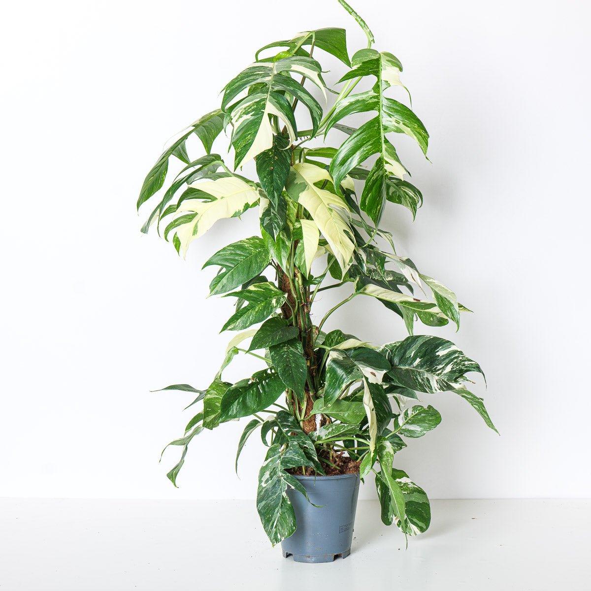 Epipremnum Pinnatum Aureum Variegated - Image 2