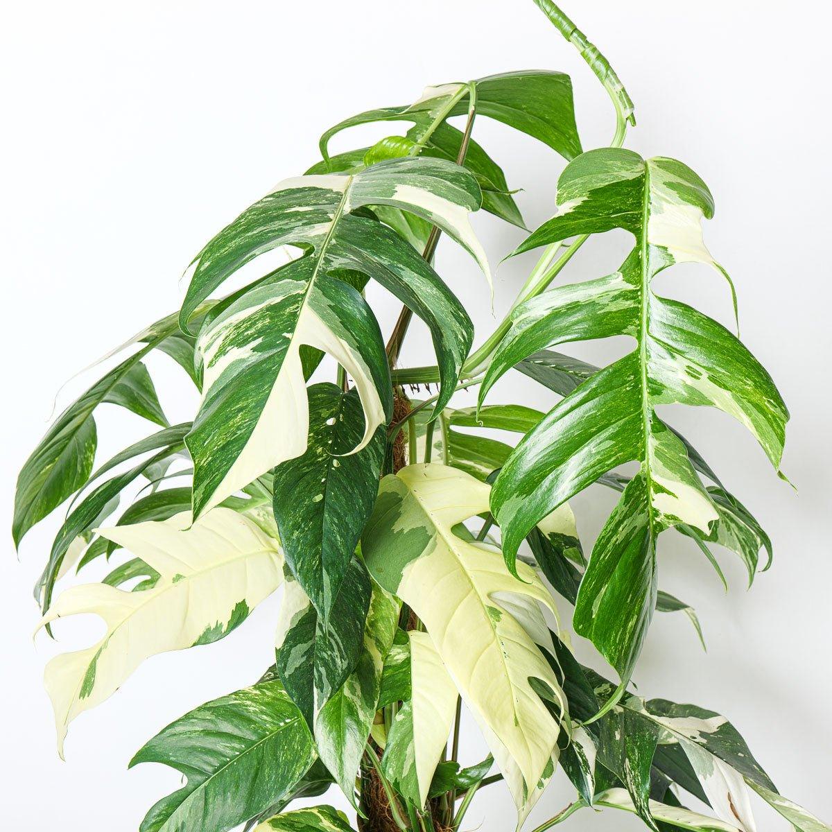 Epipremnum Pinnatum Aureum Variegated - Image 3