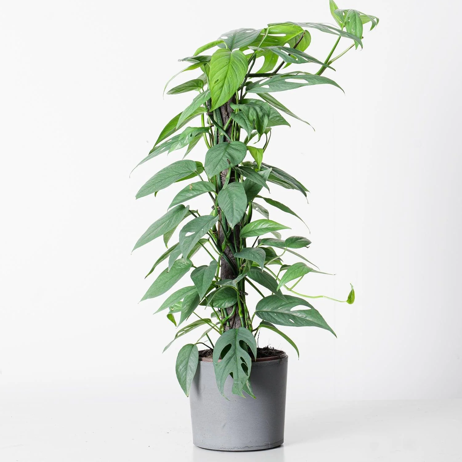 Epipremnum Pinnatum Cebu Blue - Image 3
