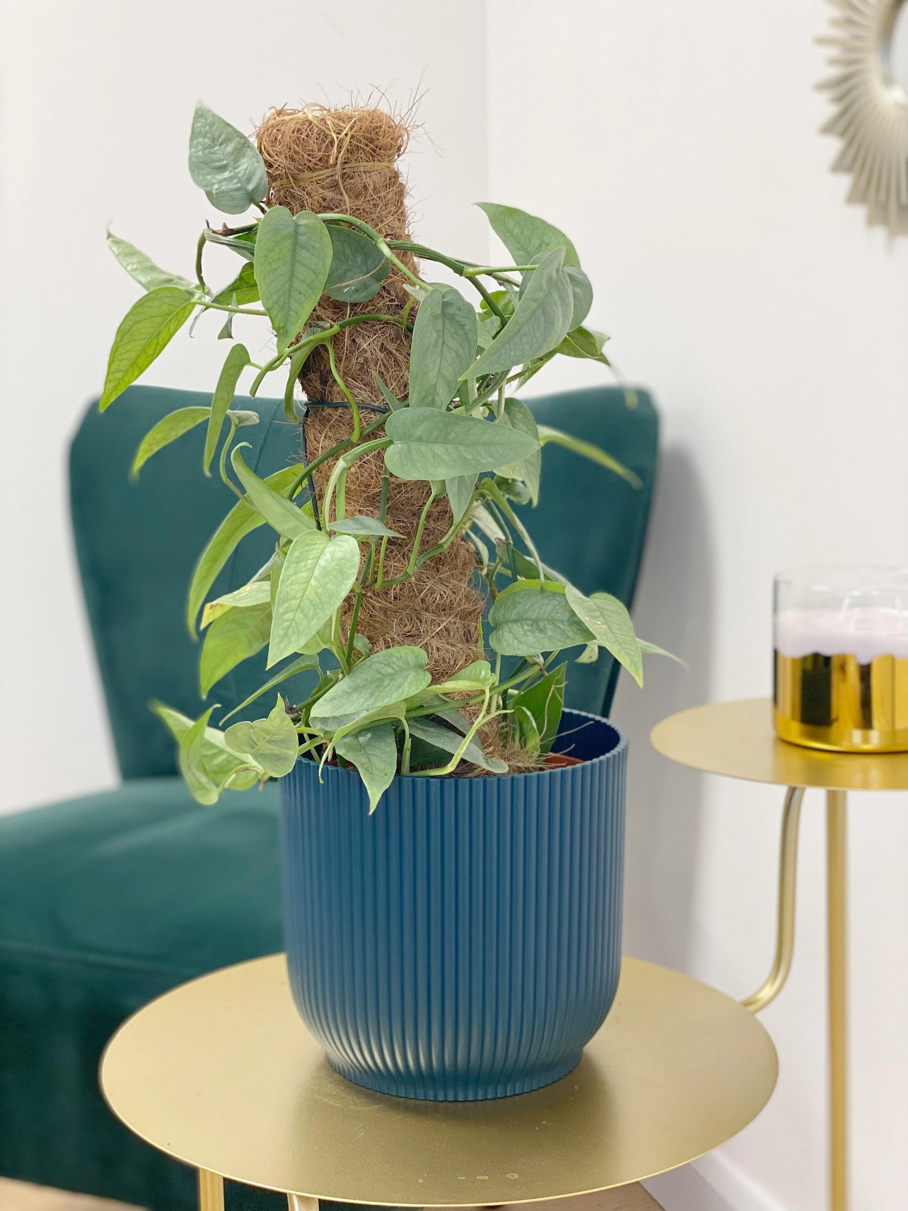Epipremnum Pinnatum Cebu Blue - Image 7