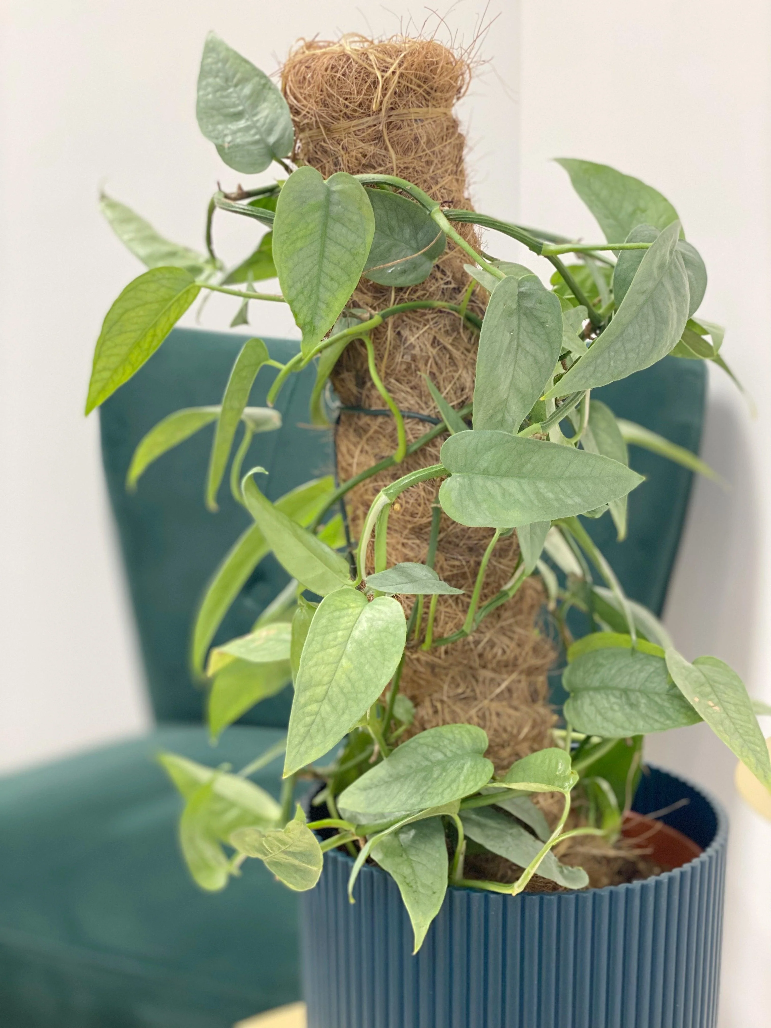 Epipremnum Pinnatum Cebu Blue - Image 8