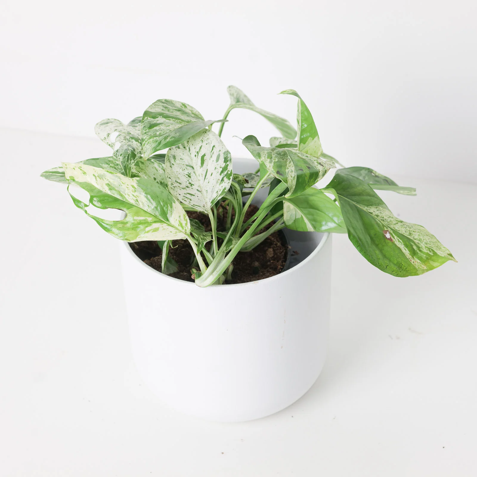 Epipremnum pinnatum 'Marble' - Image 2