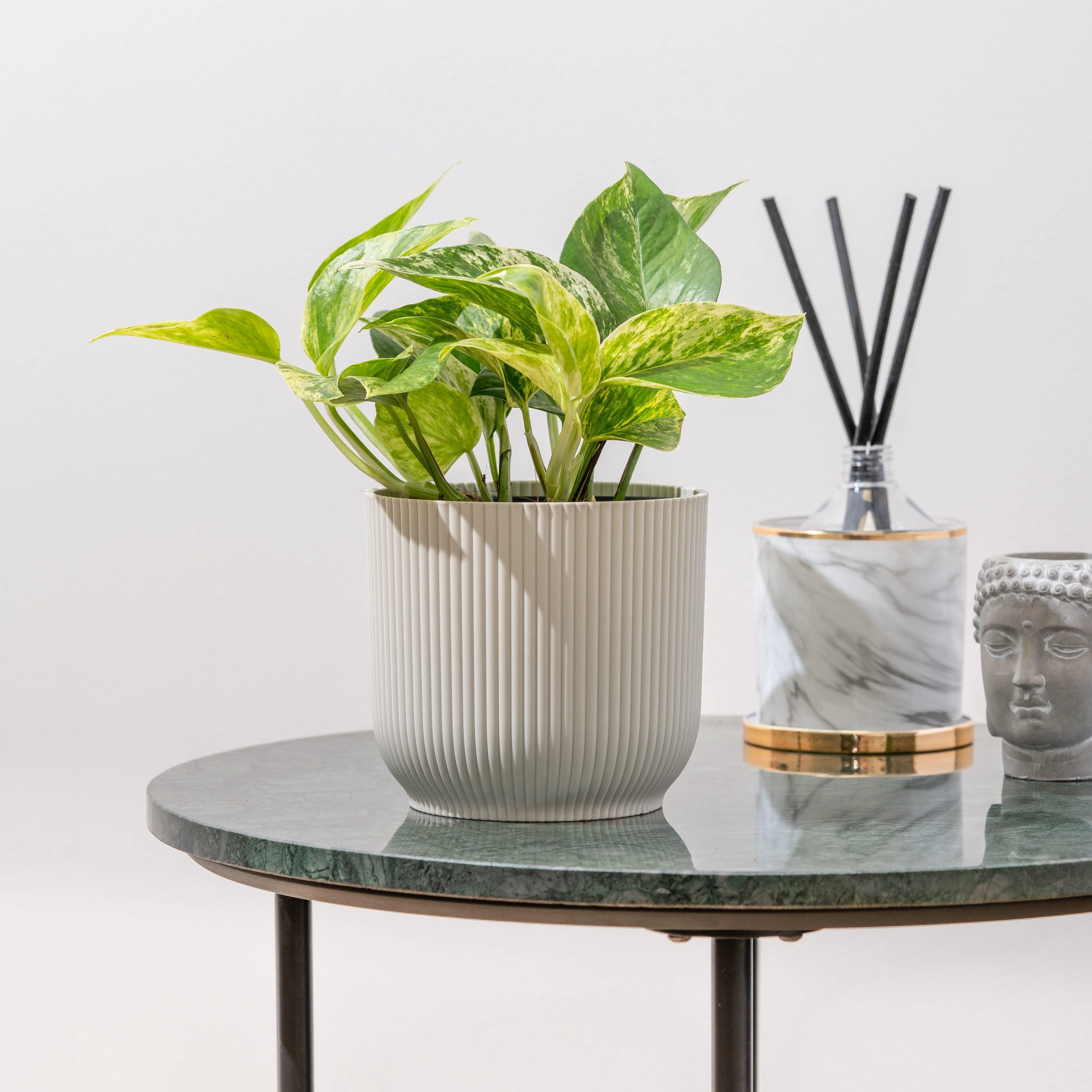 Epipremnum Marble Queen Pothos - Image 3