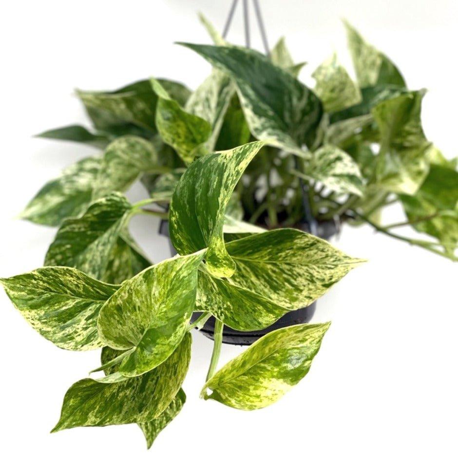 Epipremnum Marble Queen Pothos - Image 4