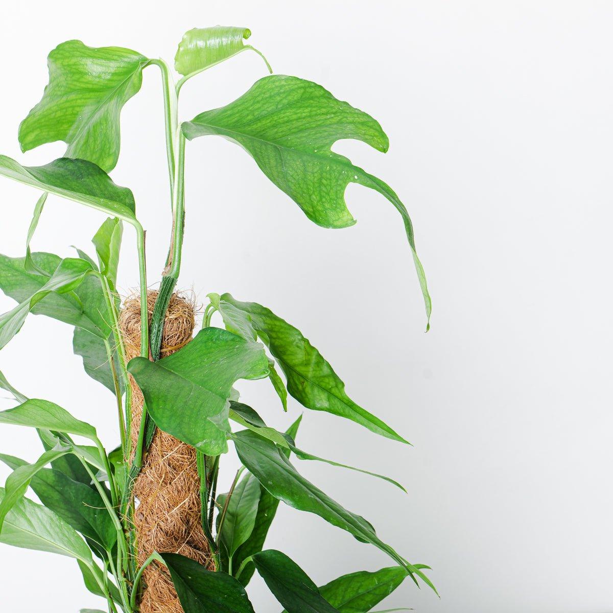 Epipremnum pinnatum 'Skeleton Key' - Image 2